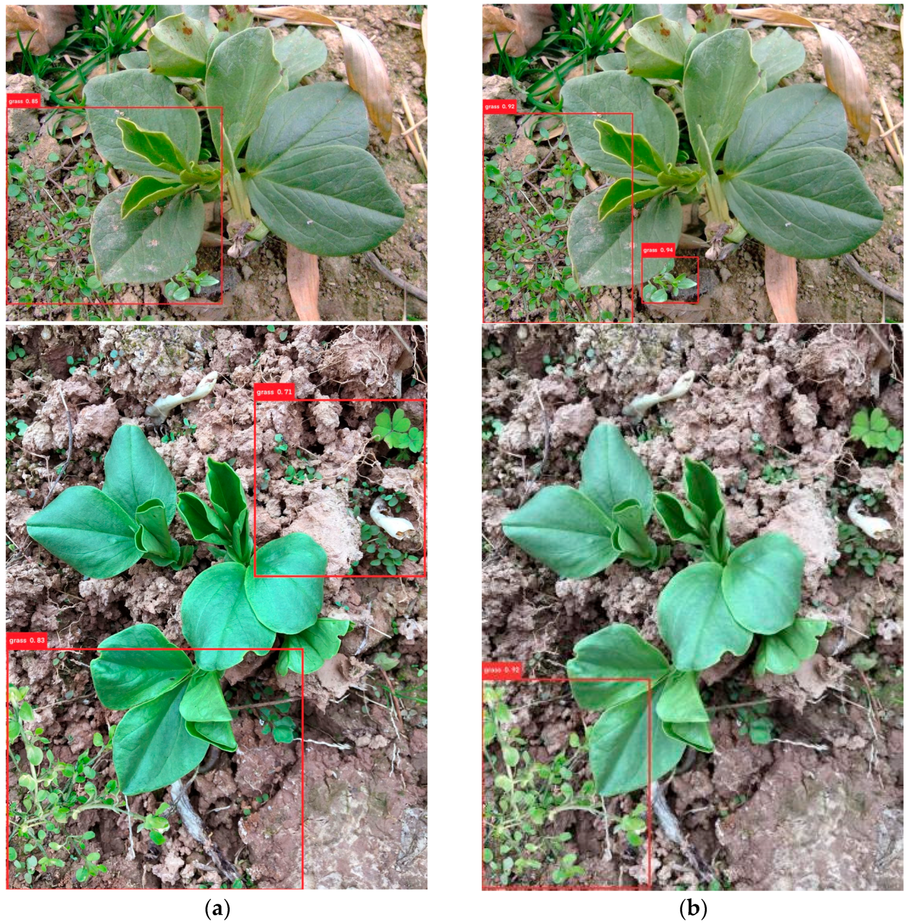 Agronomy 14 02141 g012