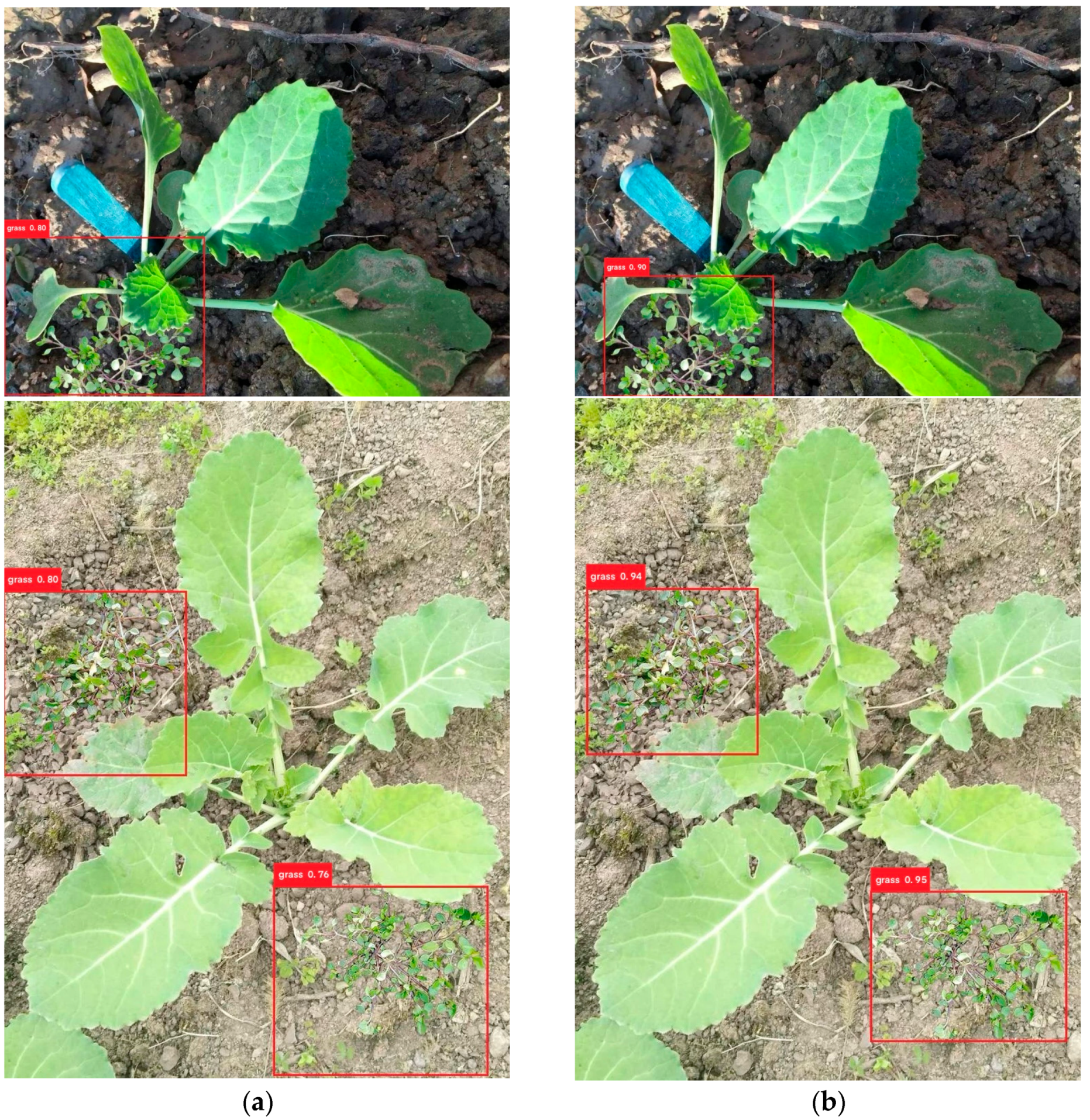 Agronomy 14 02141 g013