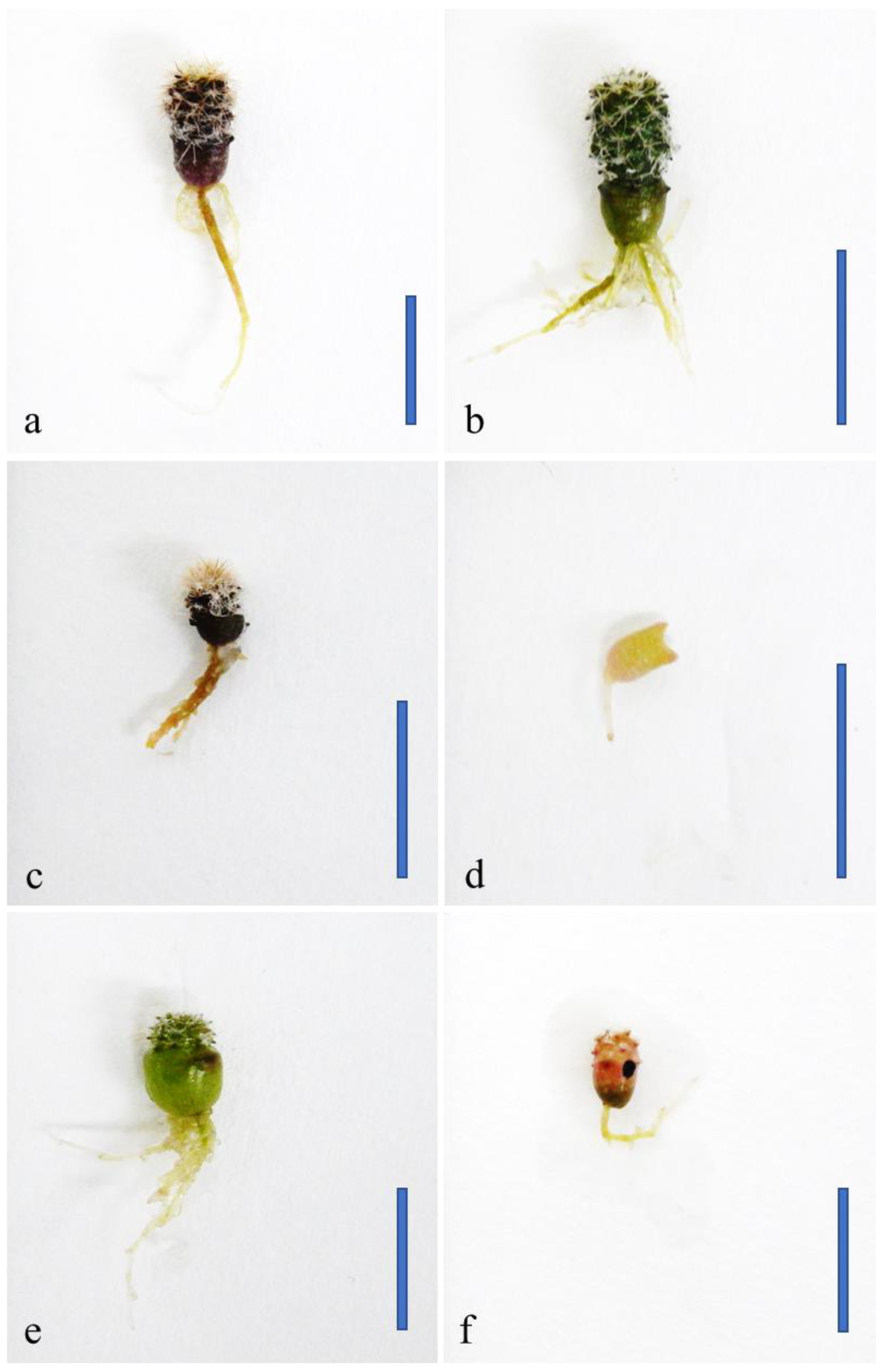 Agronomy 14 02155 g001 Agronomy 14 02155 g001