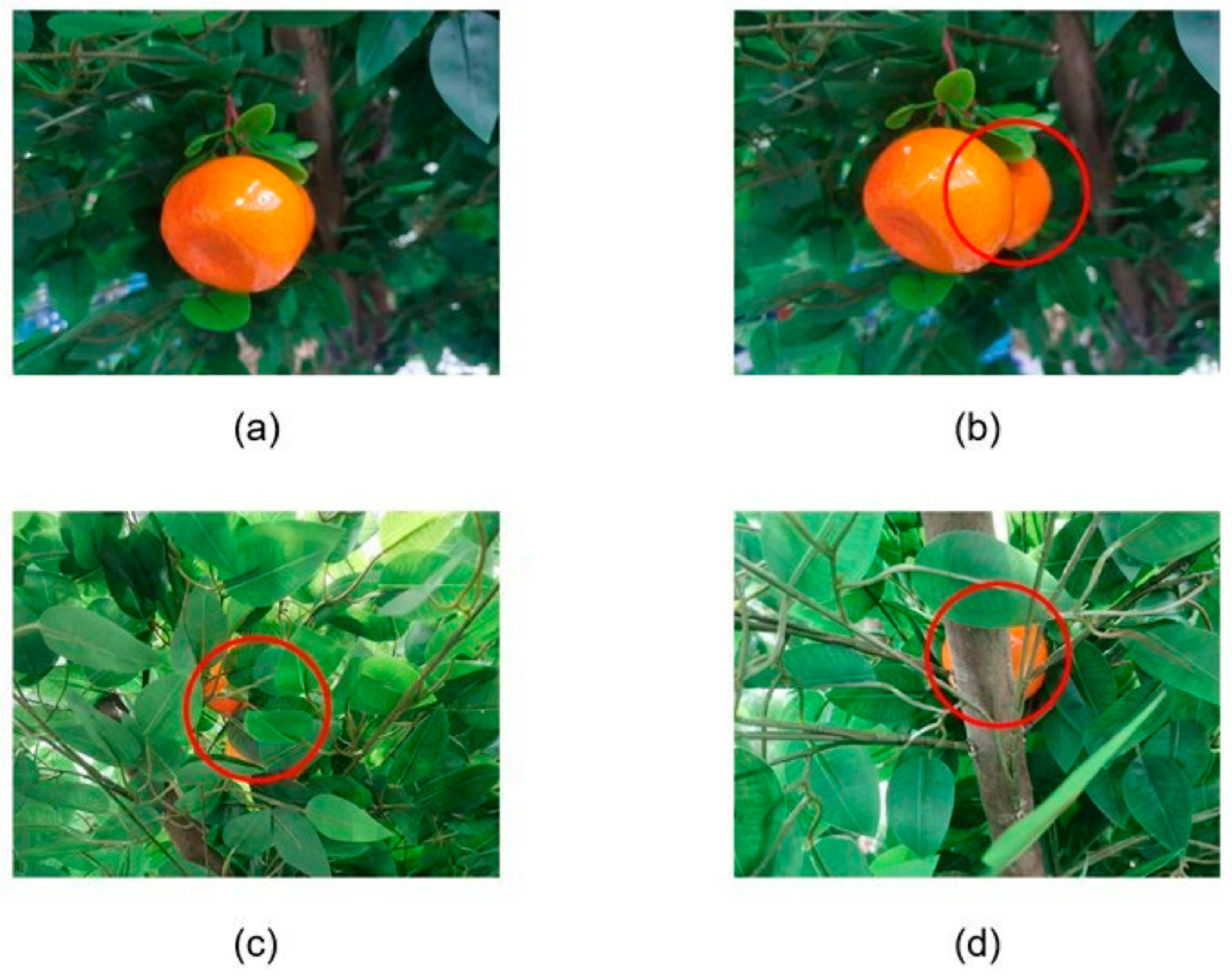 Agronomy 14 02209 g003