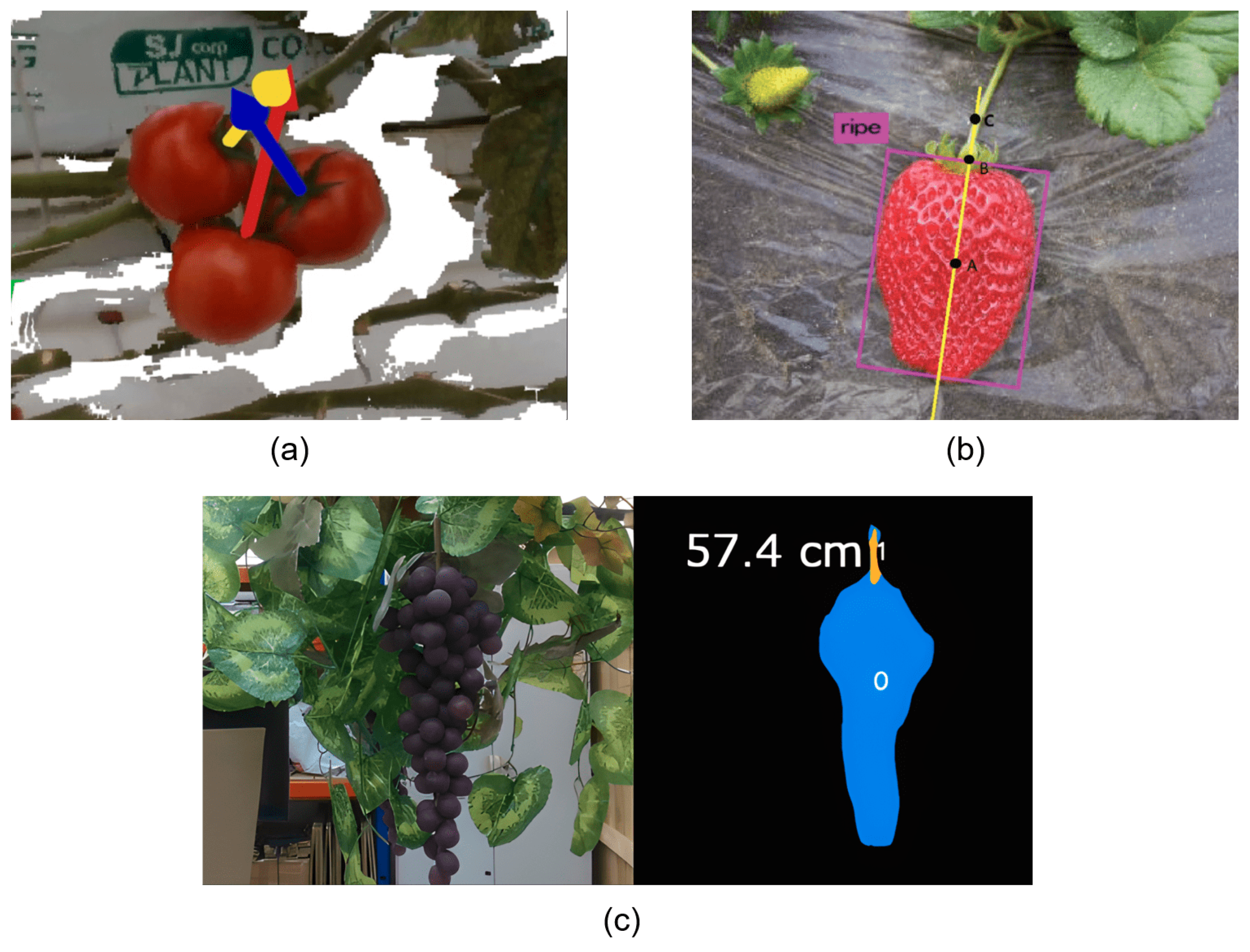 Agronomy 14 02209 g004