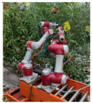 Agronomy 14 02209 i003