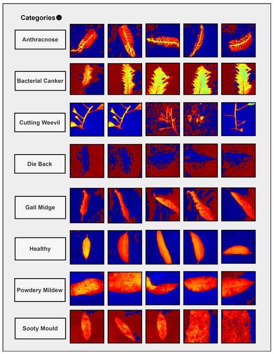 Agronomy 14 02230 g009
