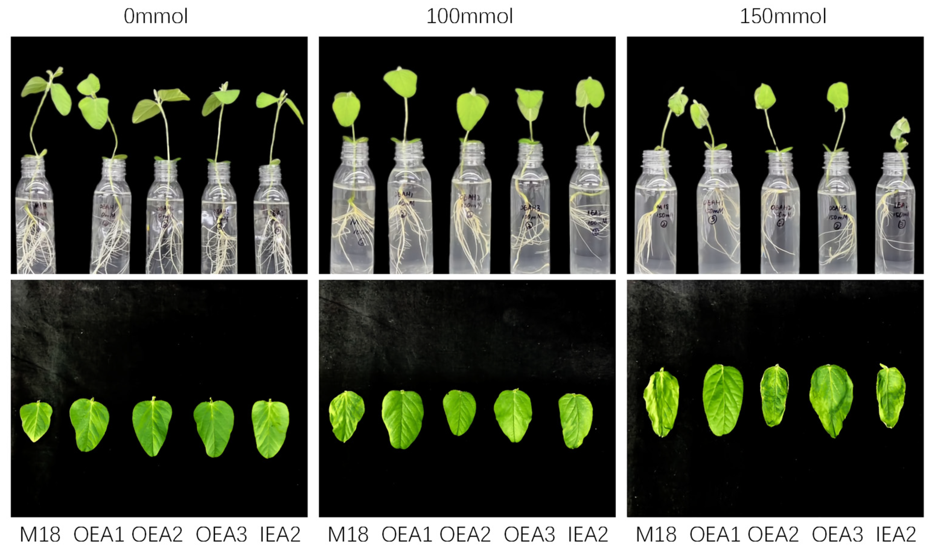 Agronomy 14 02276 g002