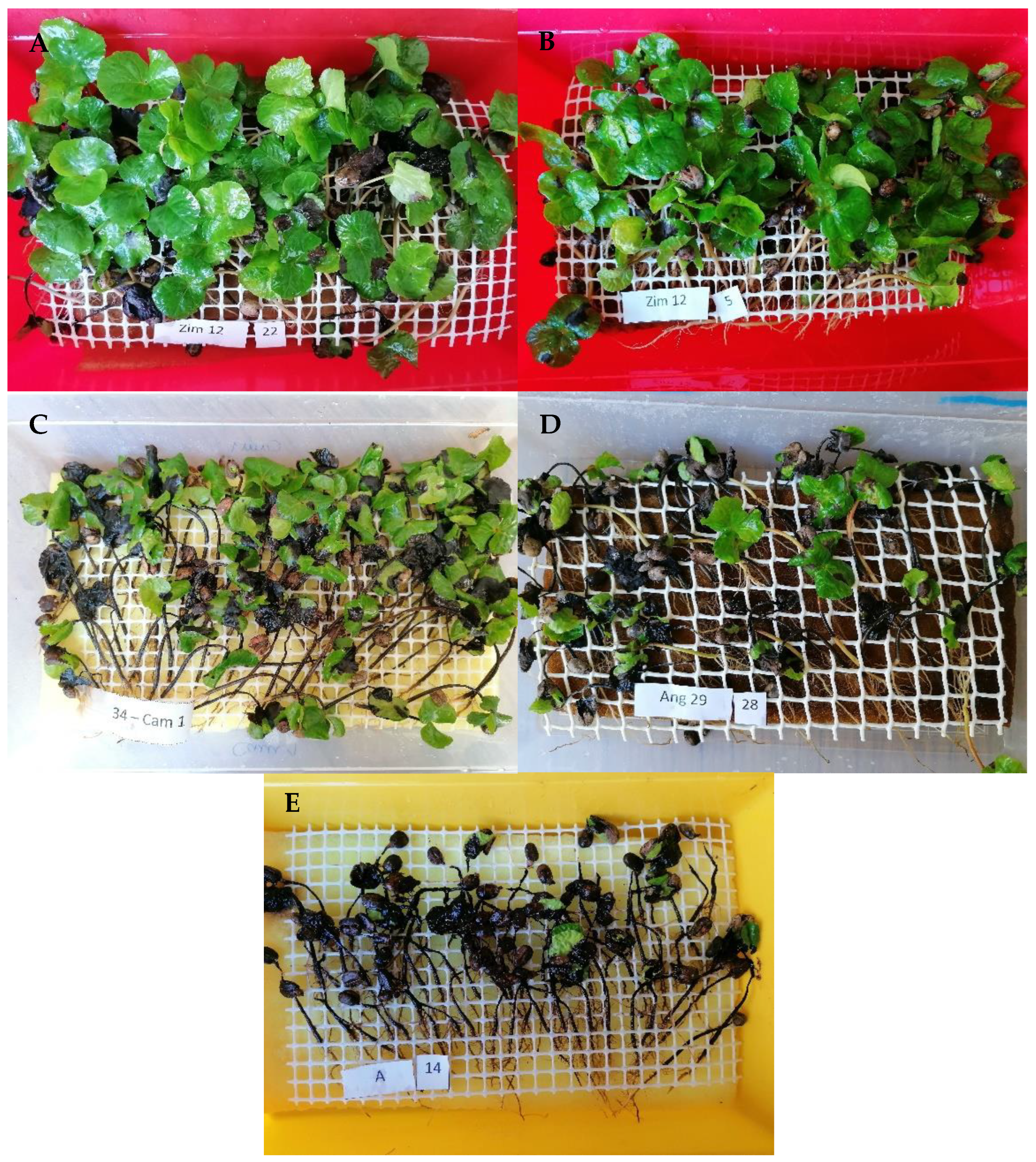 Agronomy 14 02277 g001