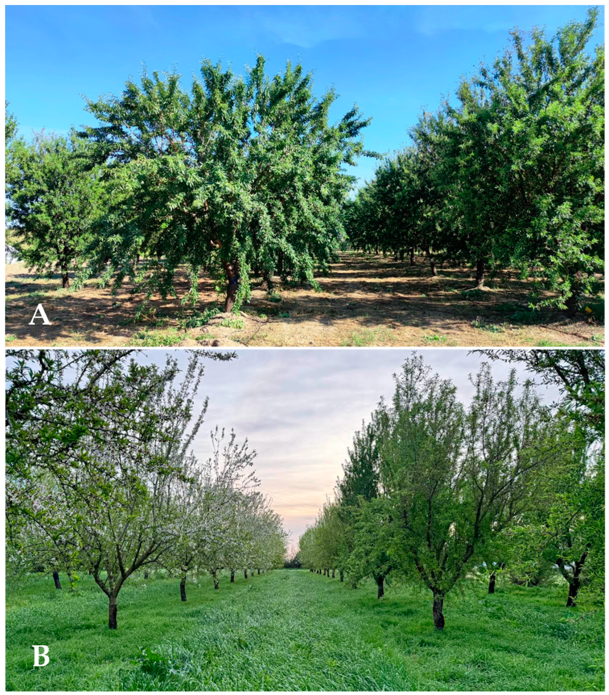 Agronomy 14 02288 g001