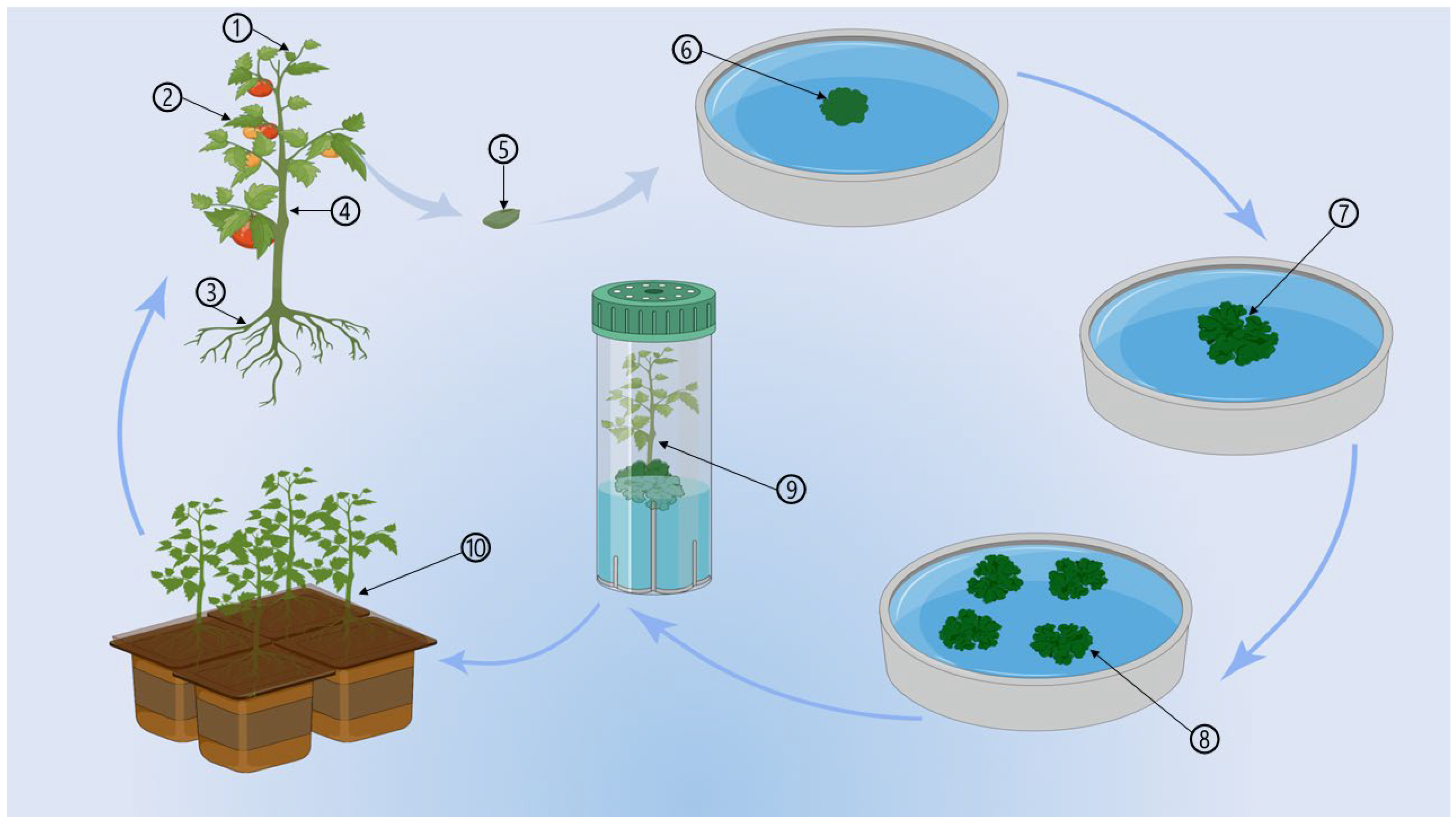 Agronomy 14 02289 g001