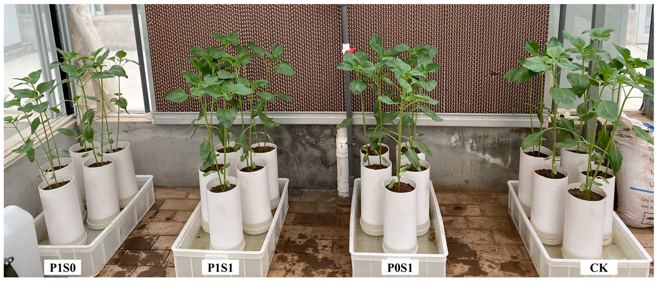 Agronomy 14 02301 g001