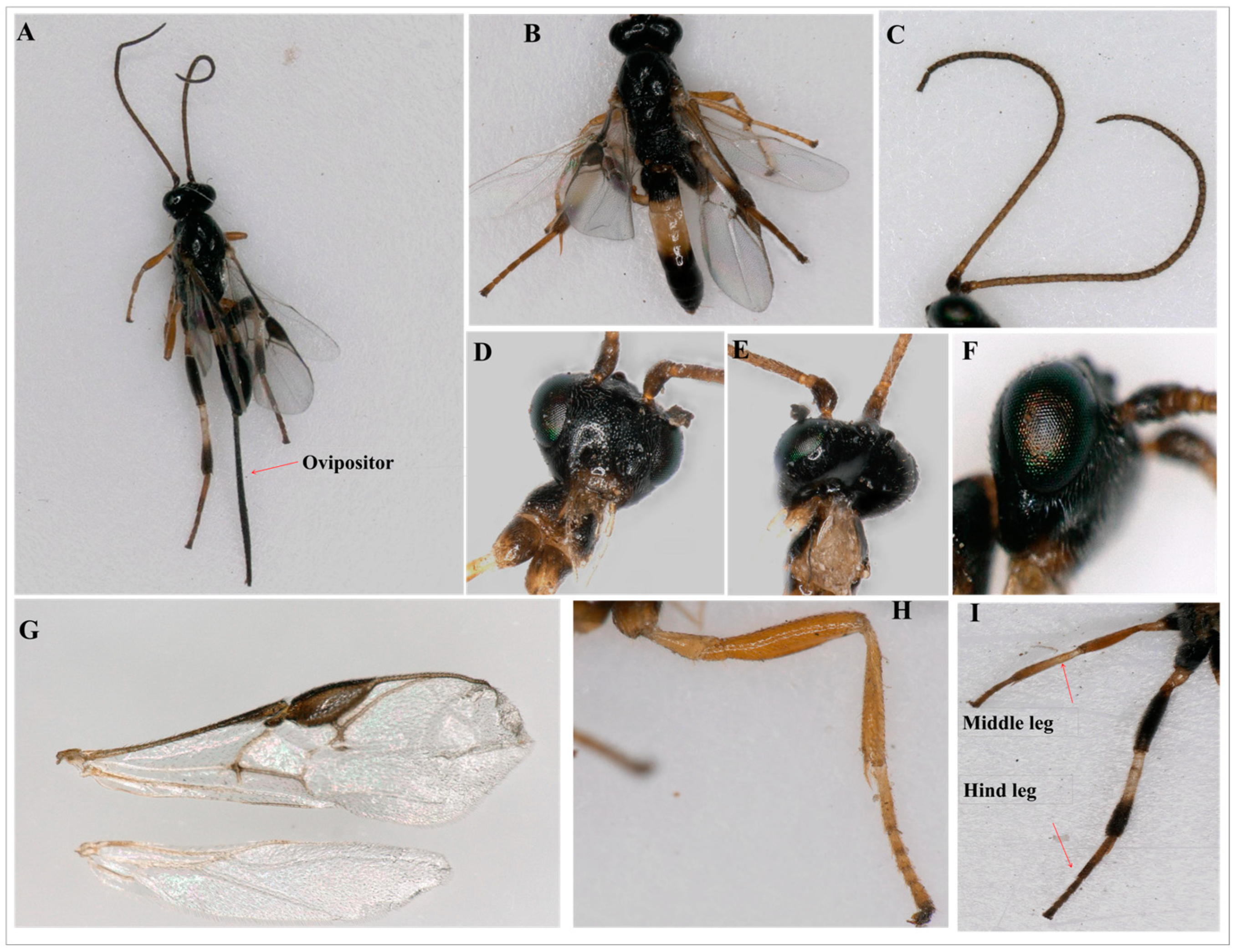 Agronomy 14 02307 g001