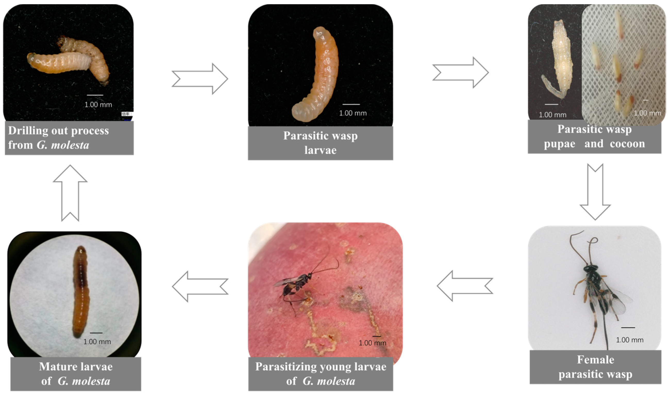 Agronomy 14 02307 g002