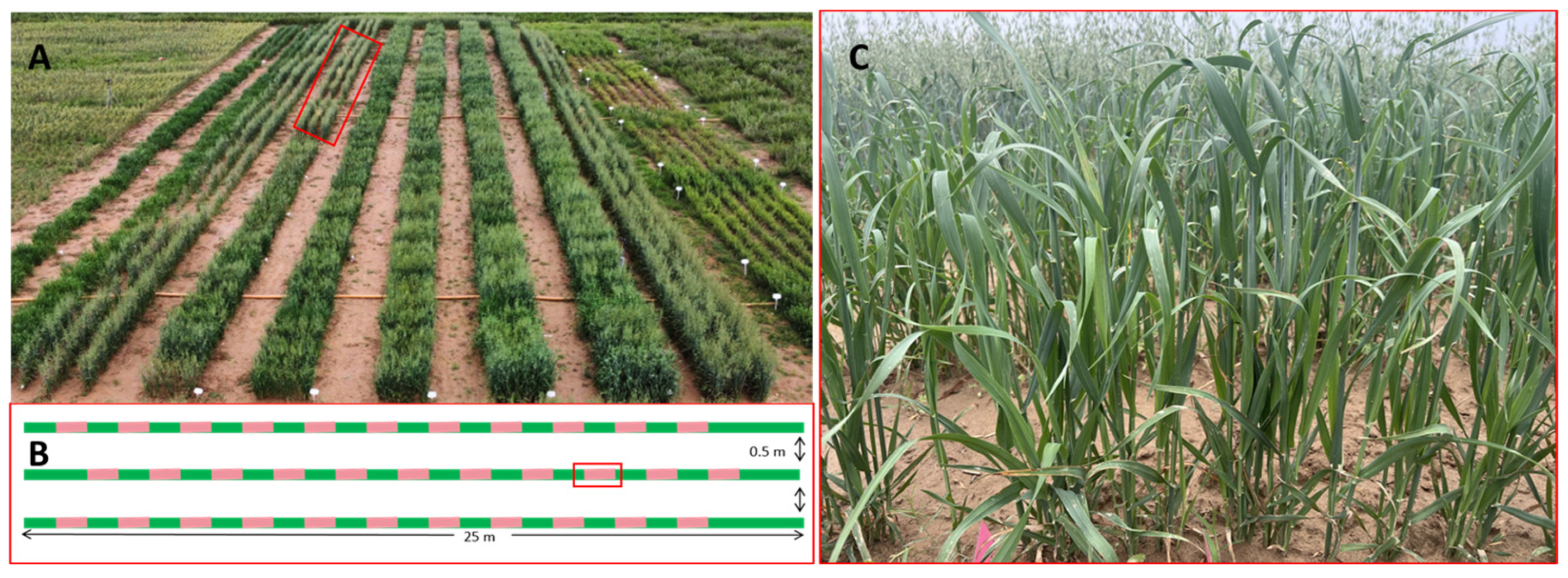 Agronomy 14 02314 g001