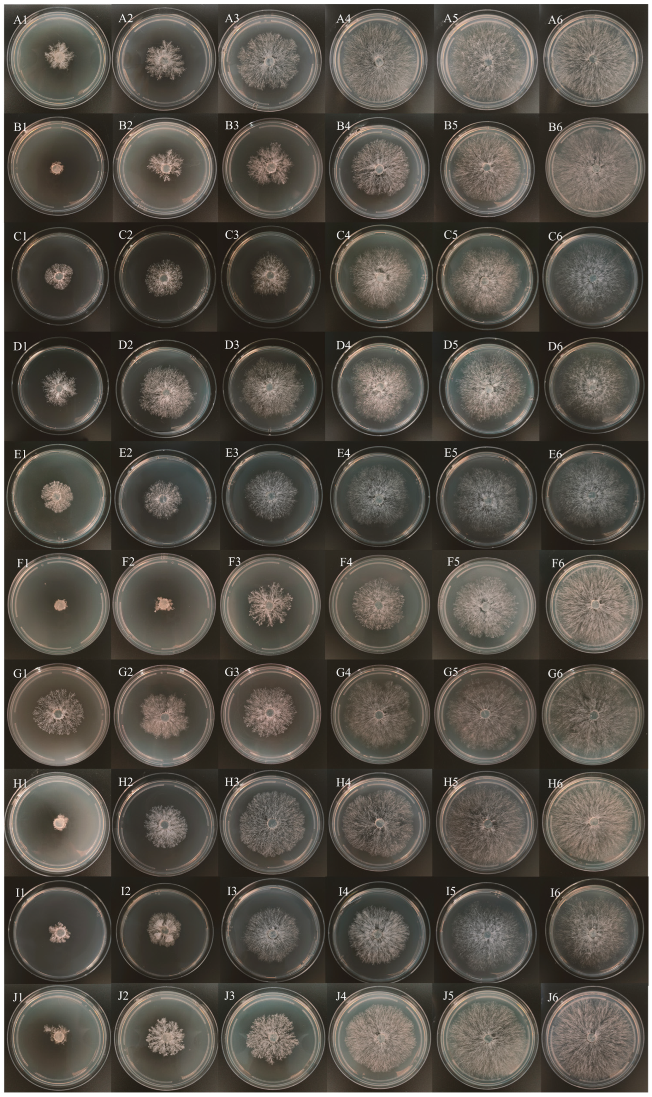 Agronomy 14 02314 g005