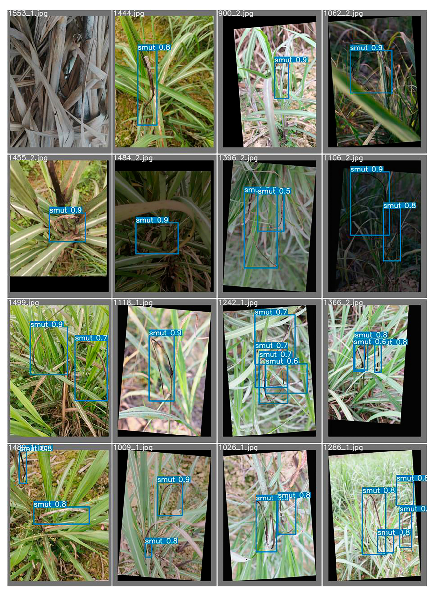 Agronomy 14 02327 g009