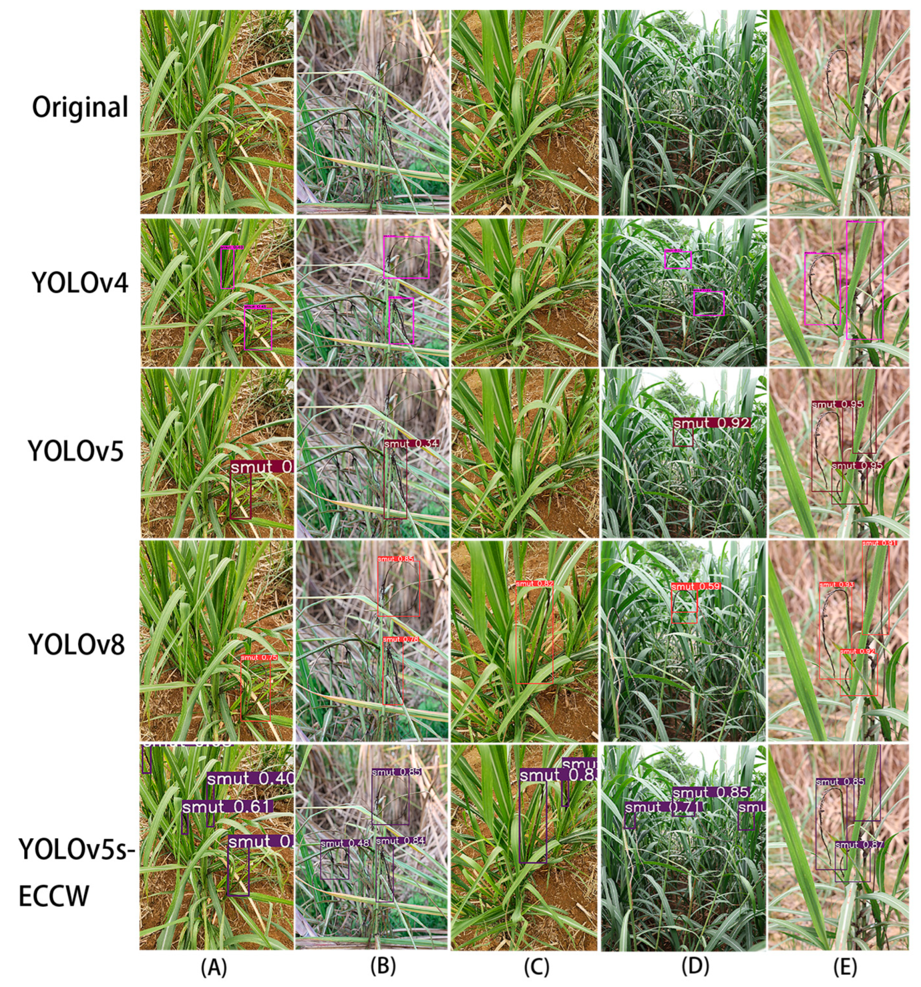 Agronomy 14 02327 g011