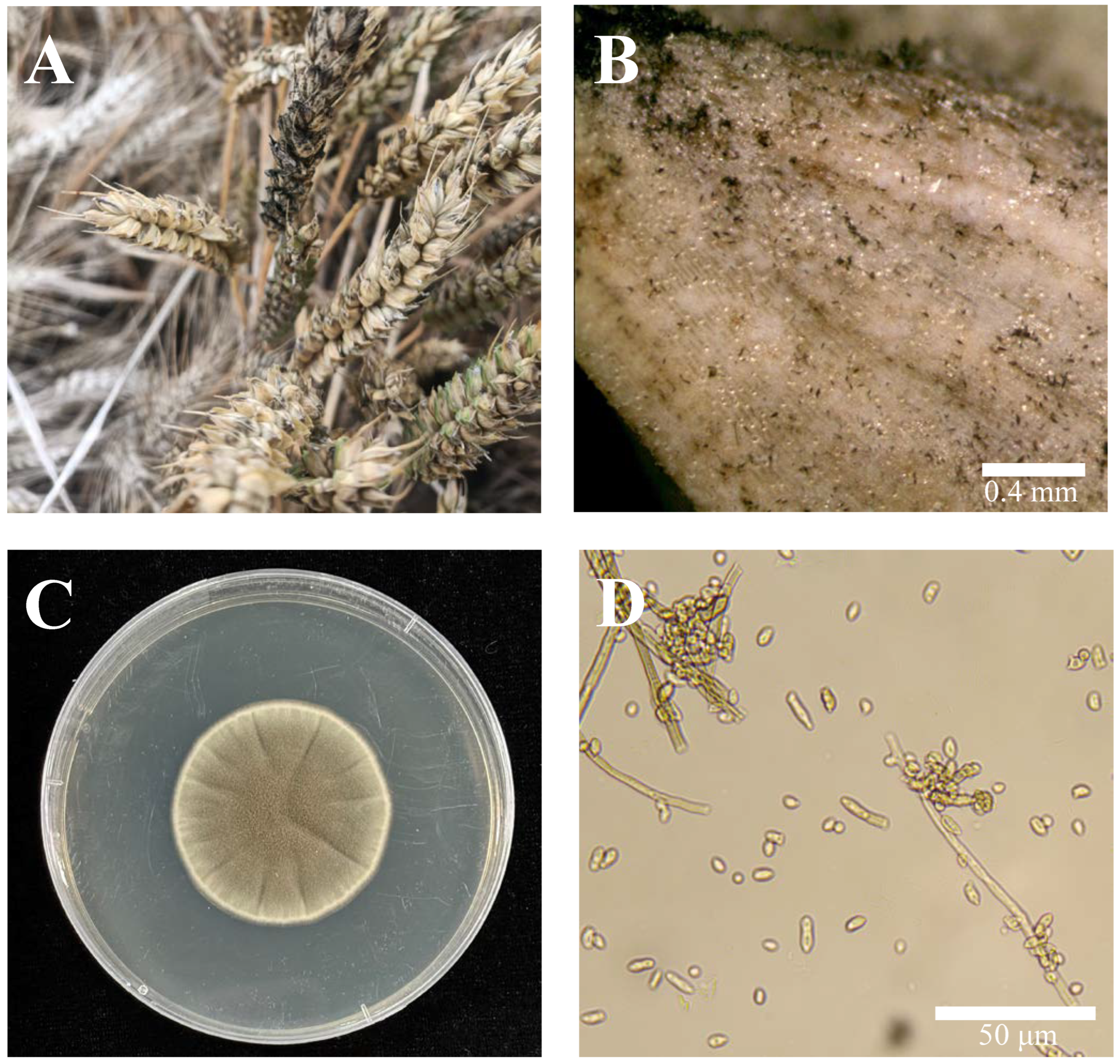 Agronomy 14 02330 g001