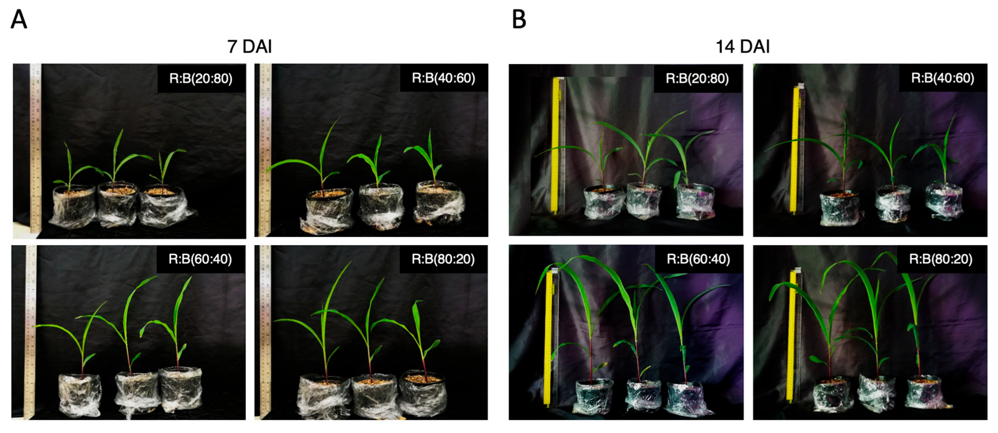 Agronomy 14 02342 g001 Agronomy 14 02342 g001