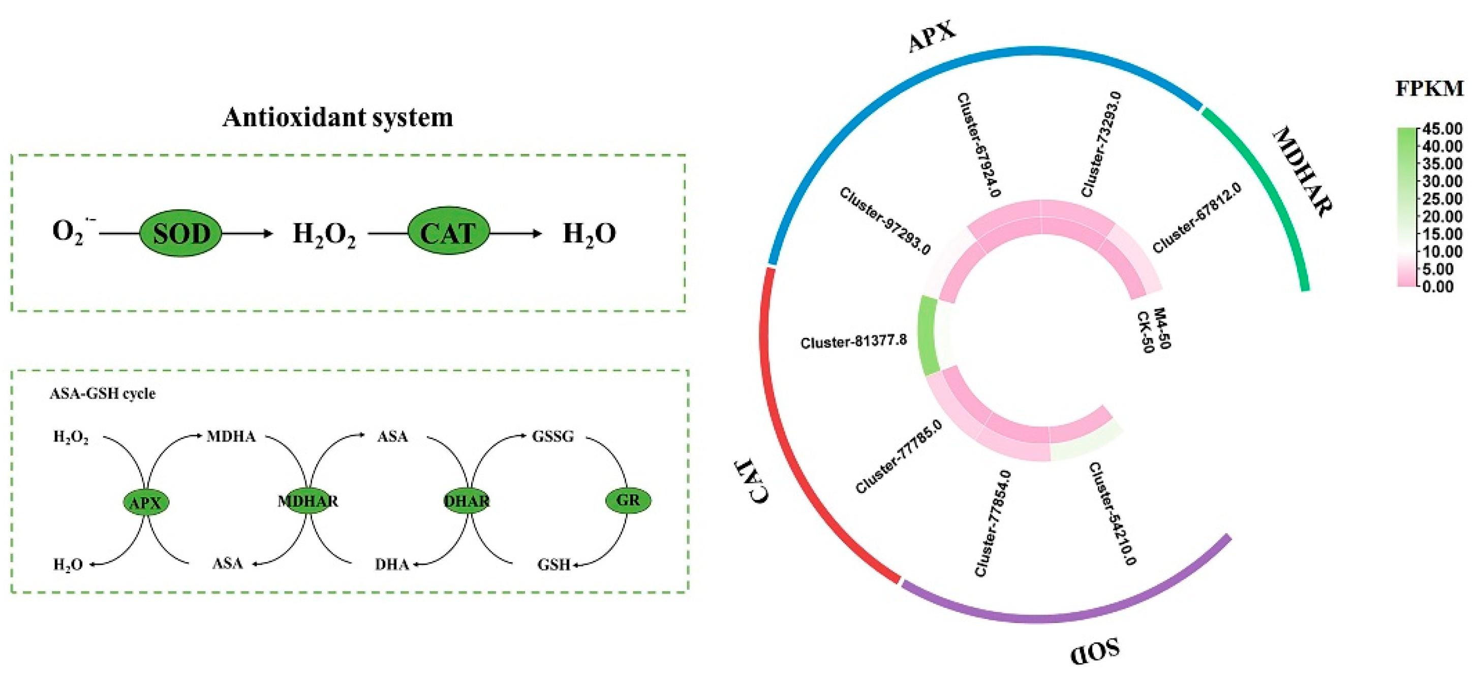 Agronomy 14 02358 g007