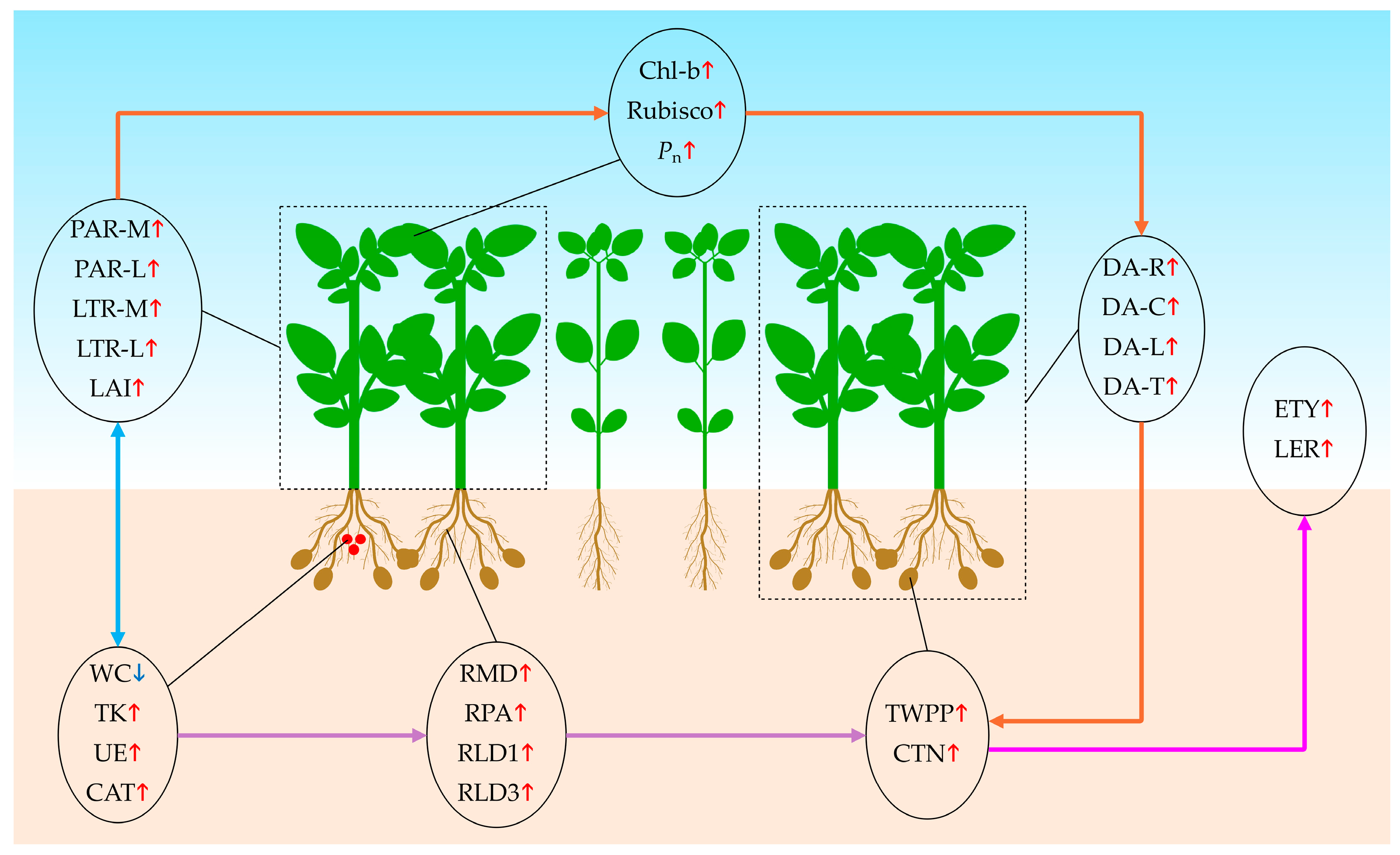 Agronomy 14 02362 g006