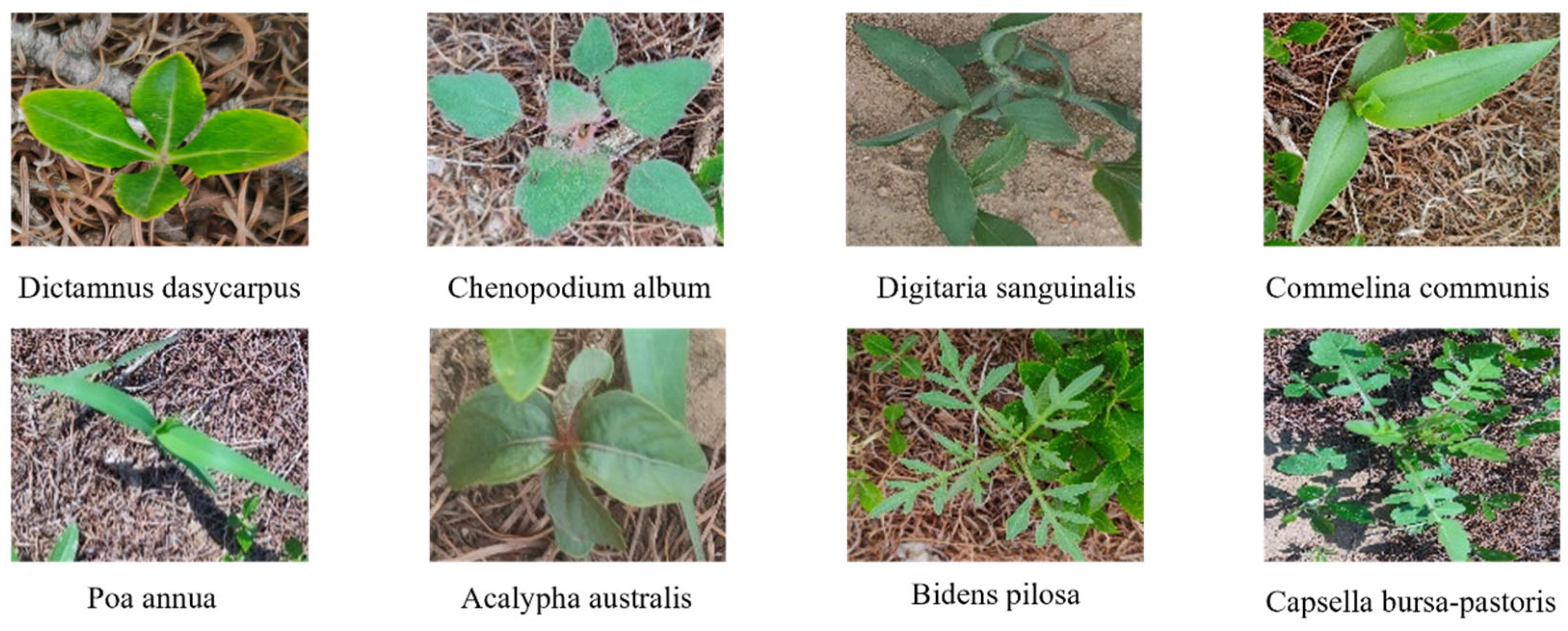Agronomy 14 02363 g002 Agronomy 14 02363 g002