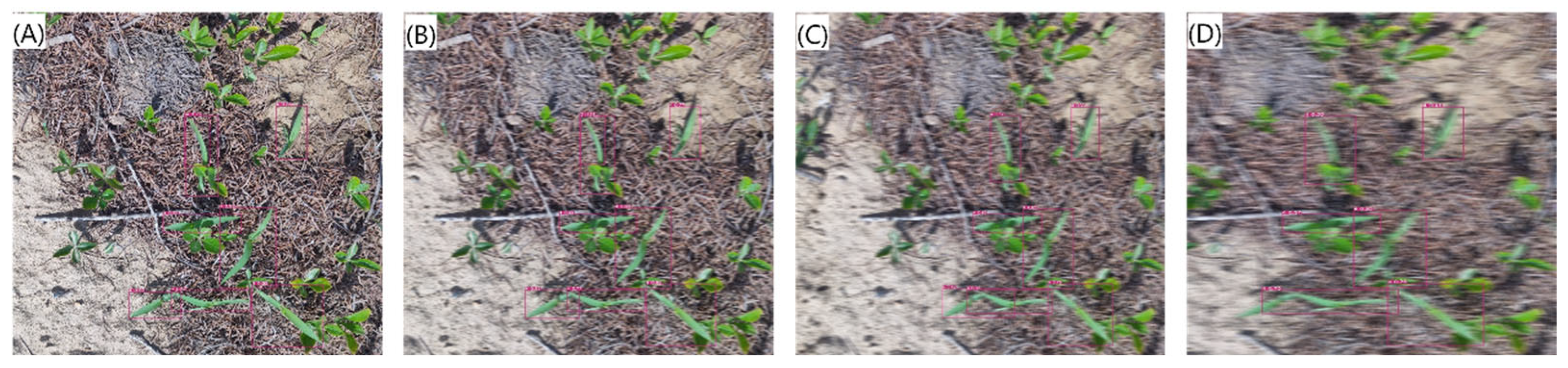 Agronomy 14 02363 g013 Agronomy 14 02363 g013
