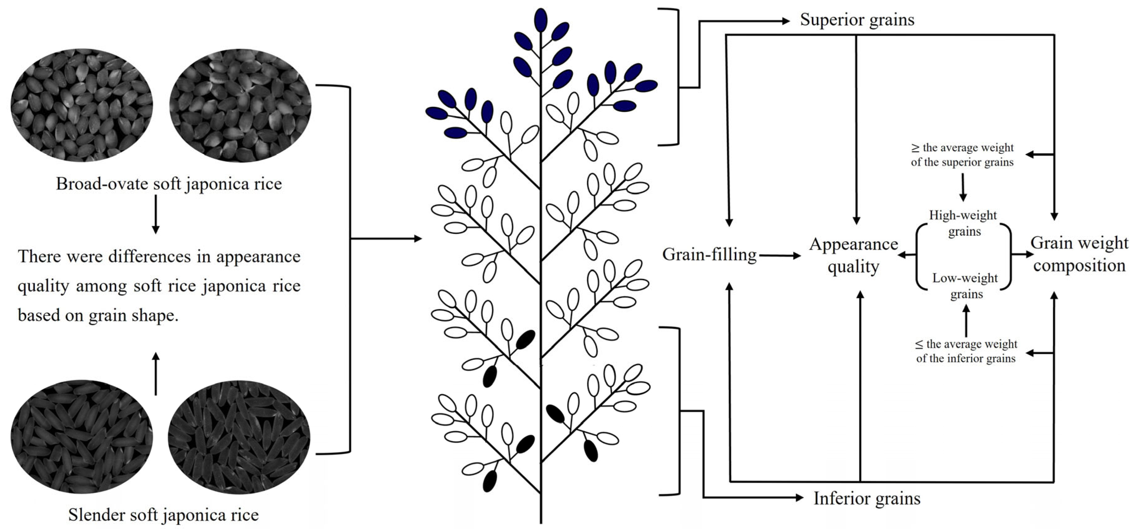 Agronomy 14 02377 g001