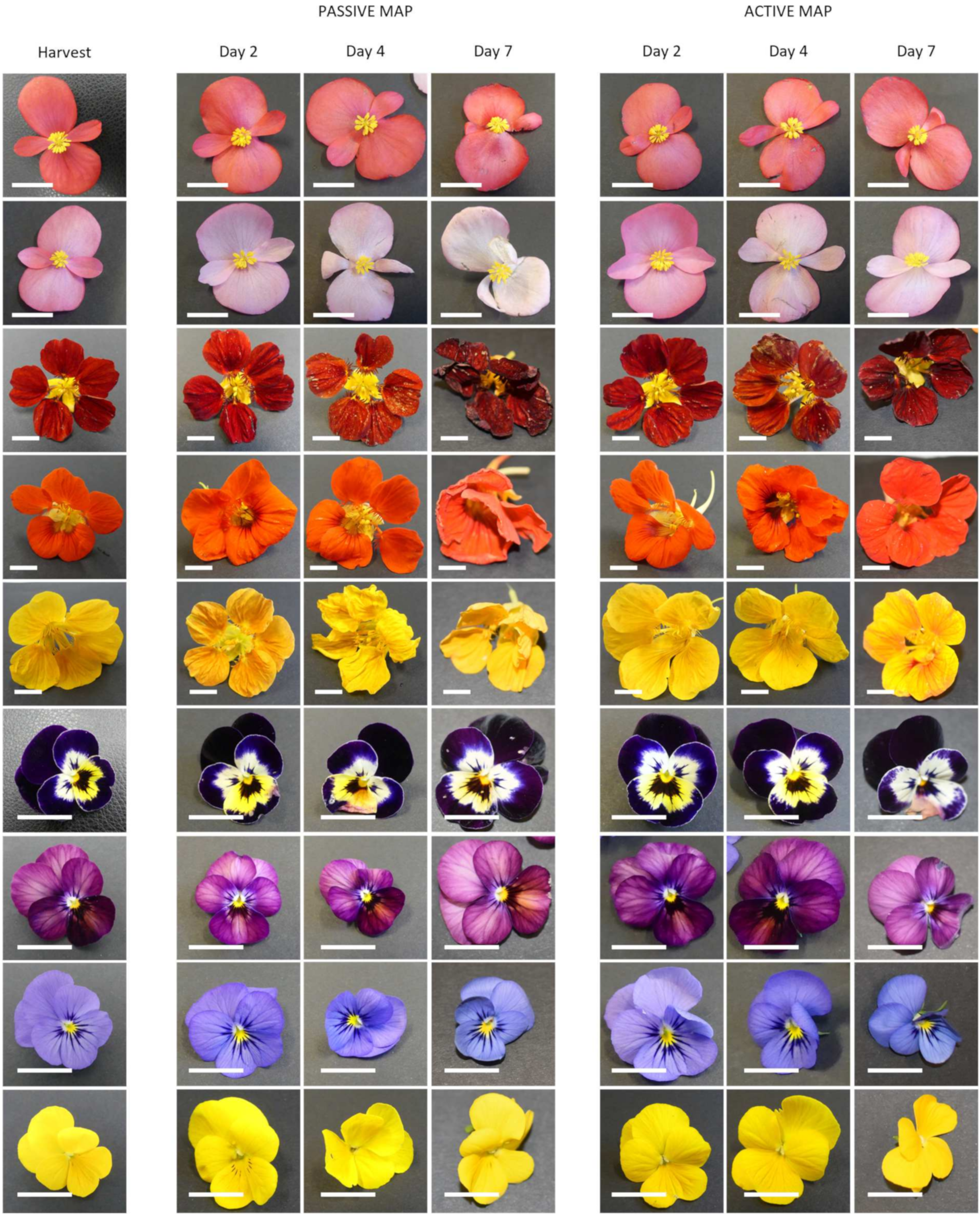 Agronomy 14 02409 g001