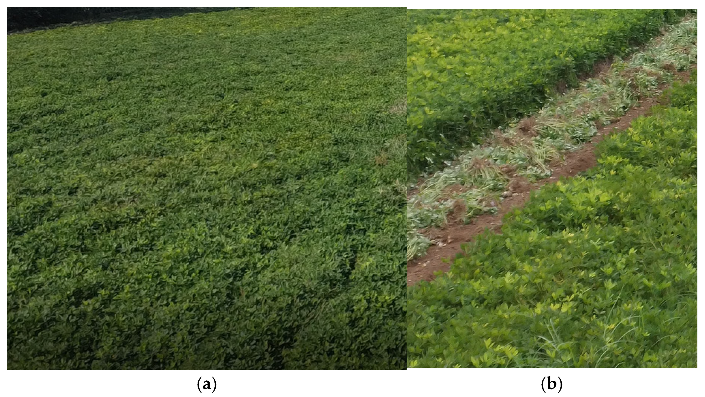 Agronomy 14 02447 g007