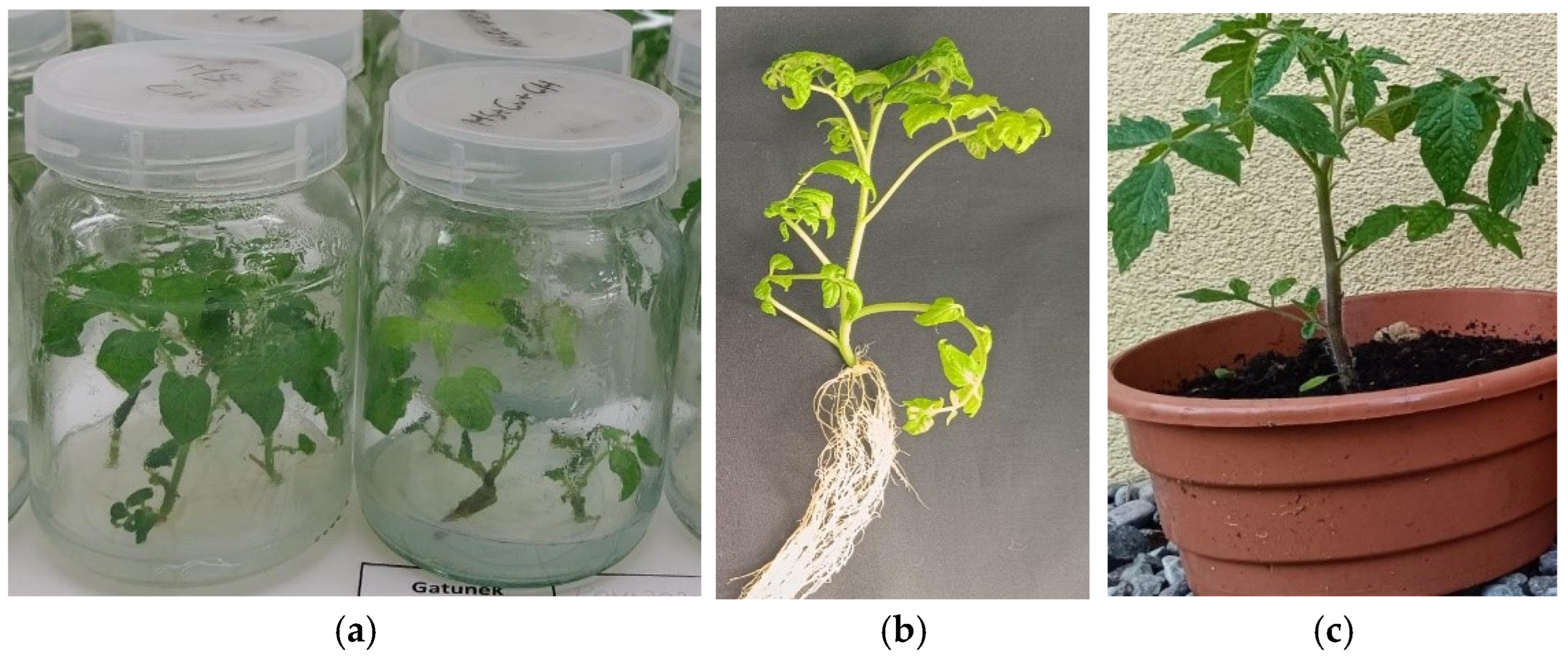 Agronomy 14 02477 g001