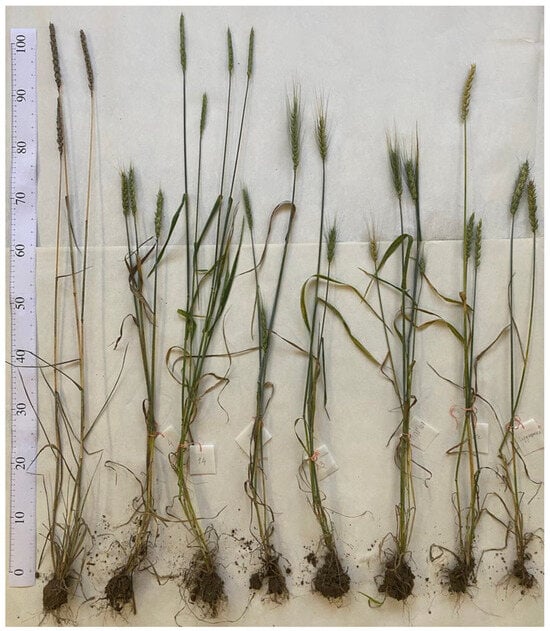 Agronomy 14 02490 g0a1