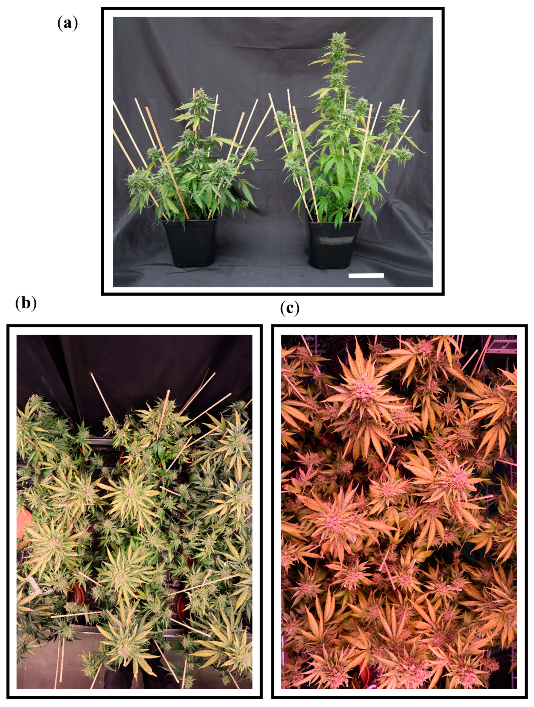 Agronomy 14 02565 g005