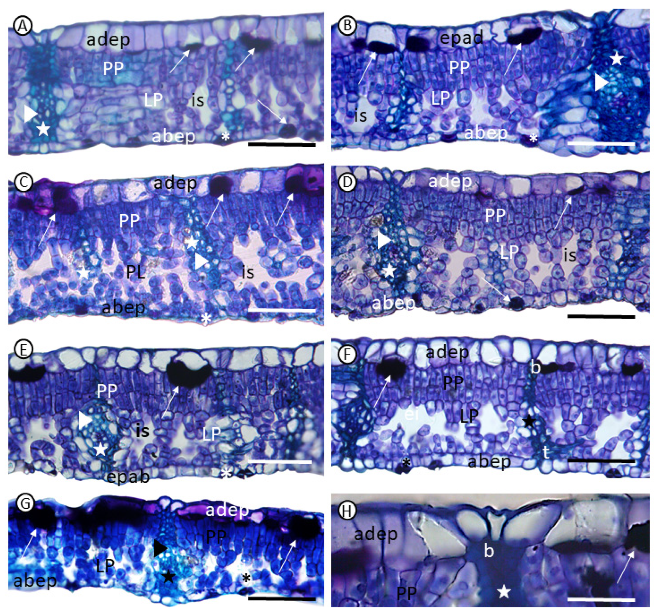 Agronomy 14 02730 g002 Agronomy 14 02730 g002