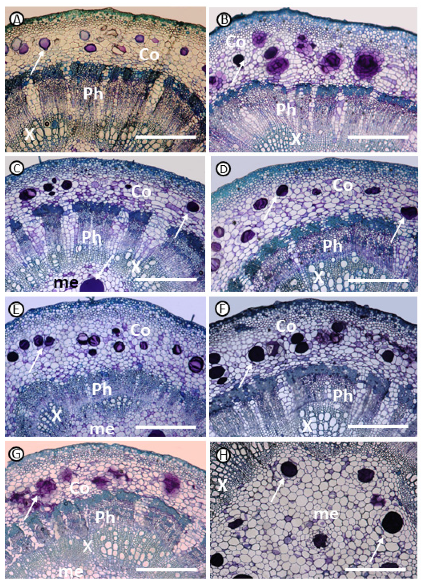 Agronomy 14 02730 g003 Agronomy 14 02730 g003