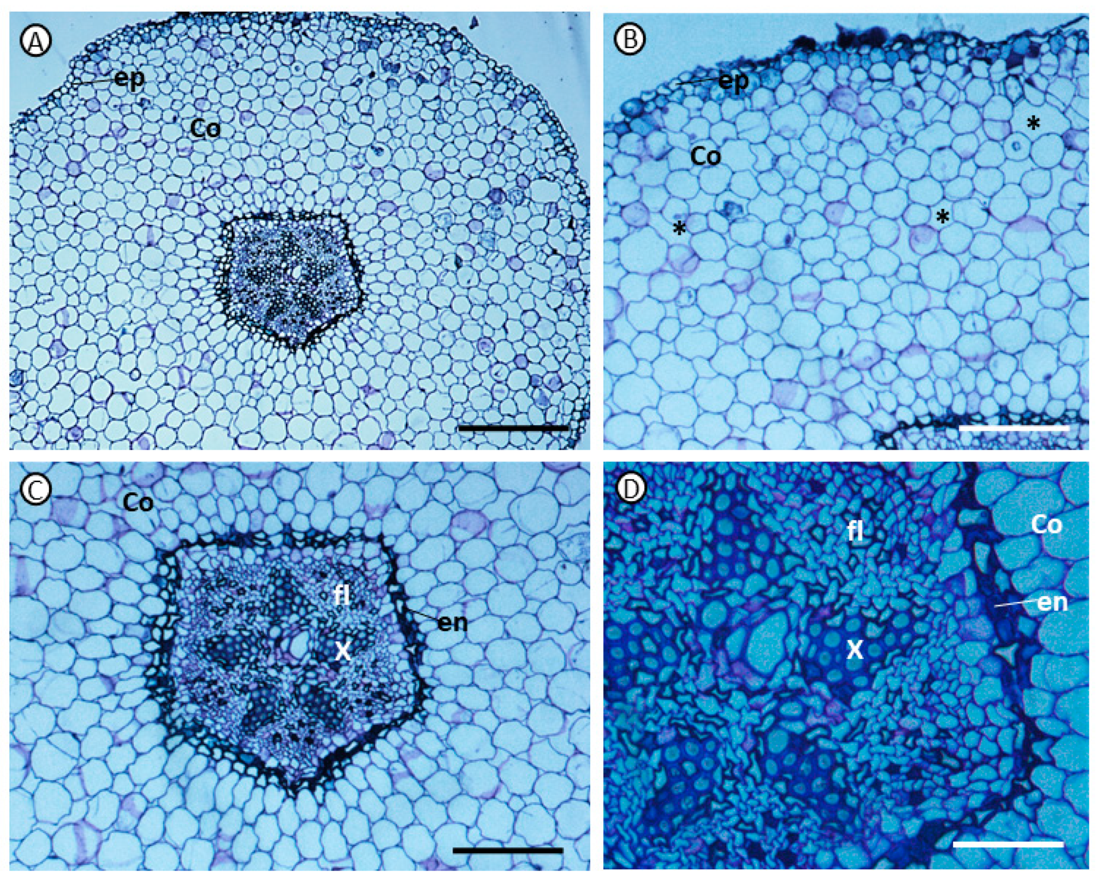 Agronomy 14 02730 g004 Agronomy 14 02730 g004