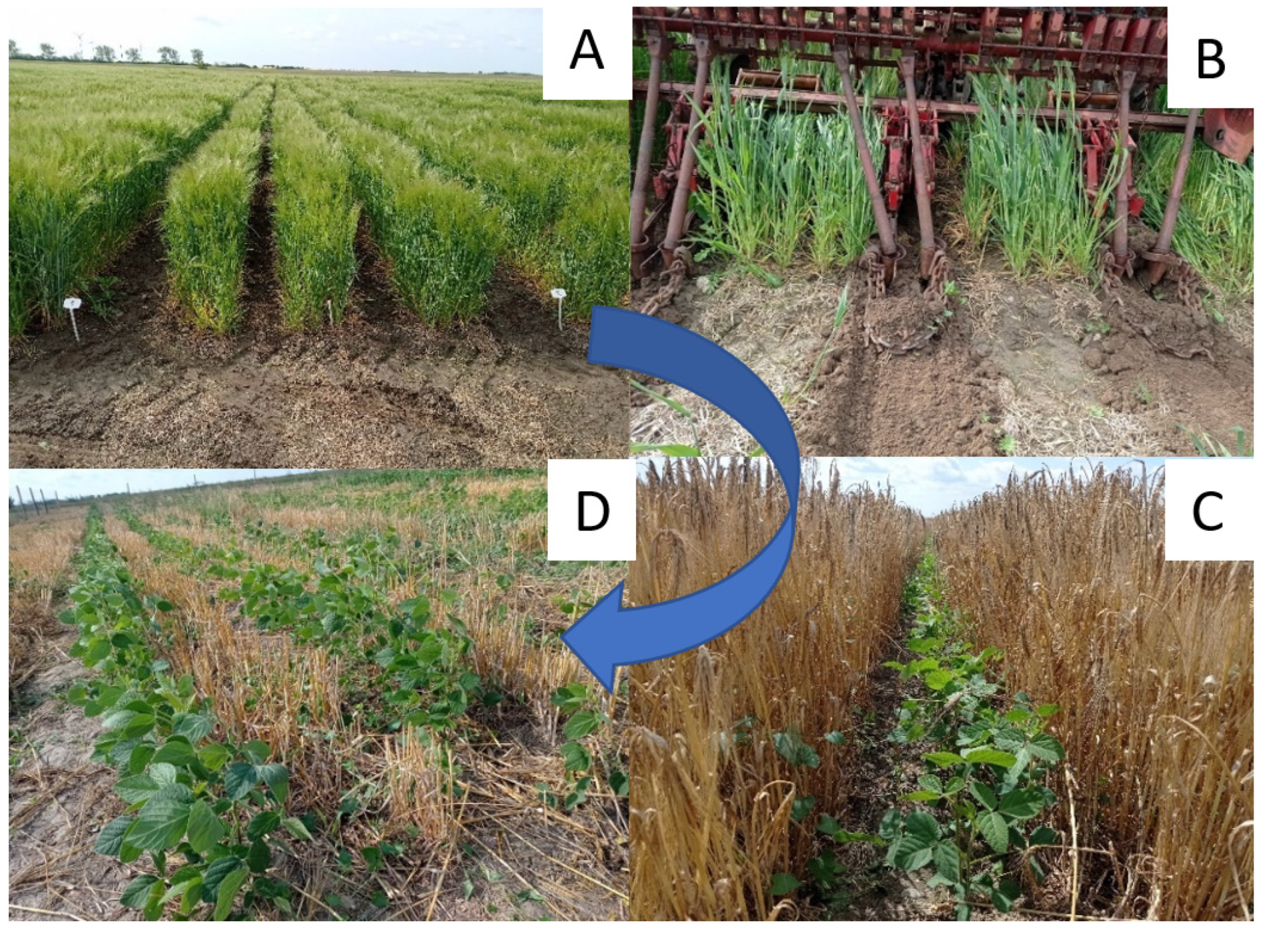 Agronomy 14 02736 g001