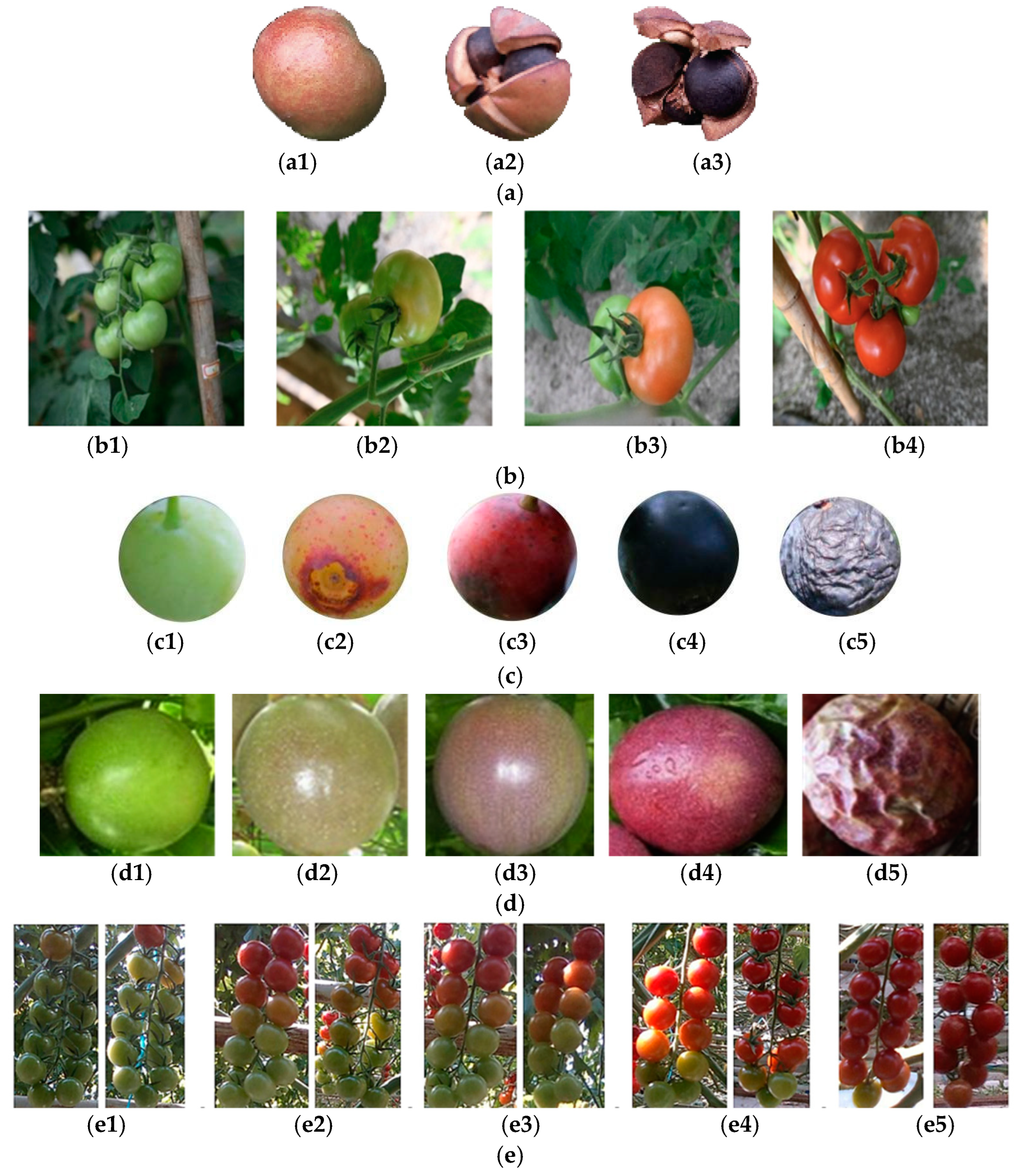 Agronomy 14 02783 g001a Agronomy 14 02783 g001a