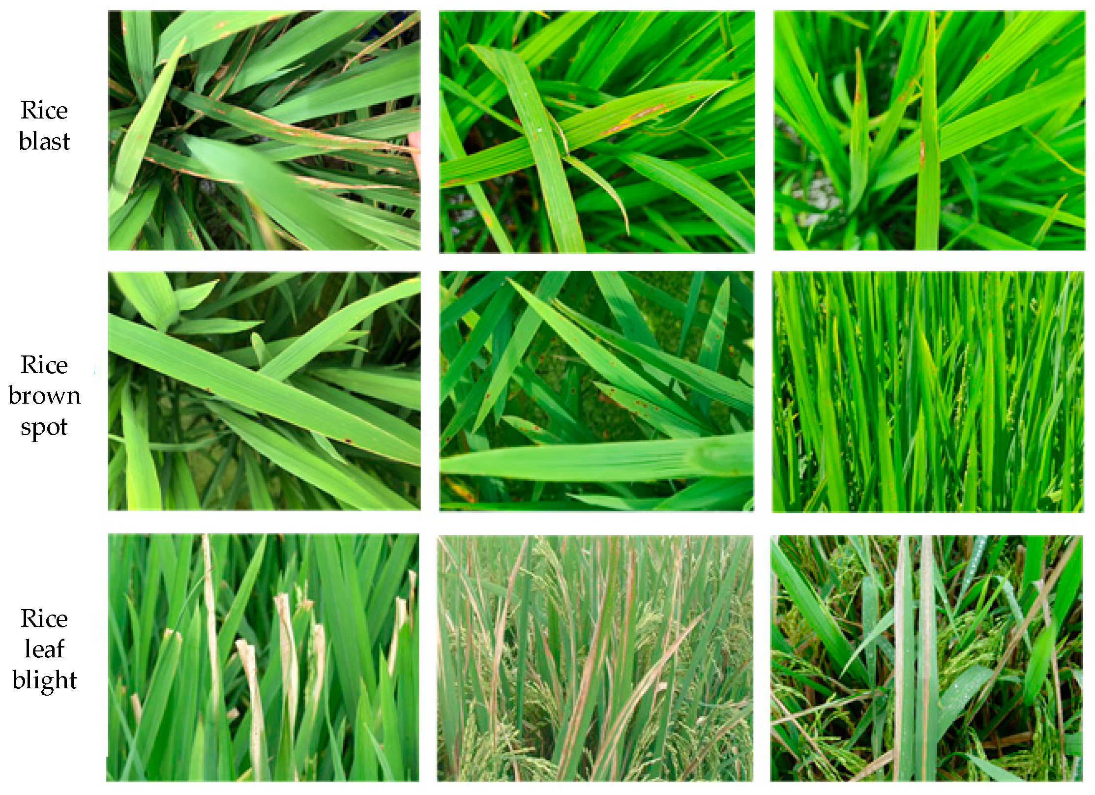 Agronomy 14 02796 g002