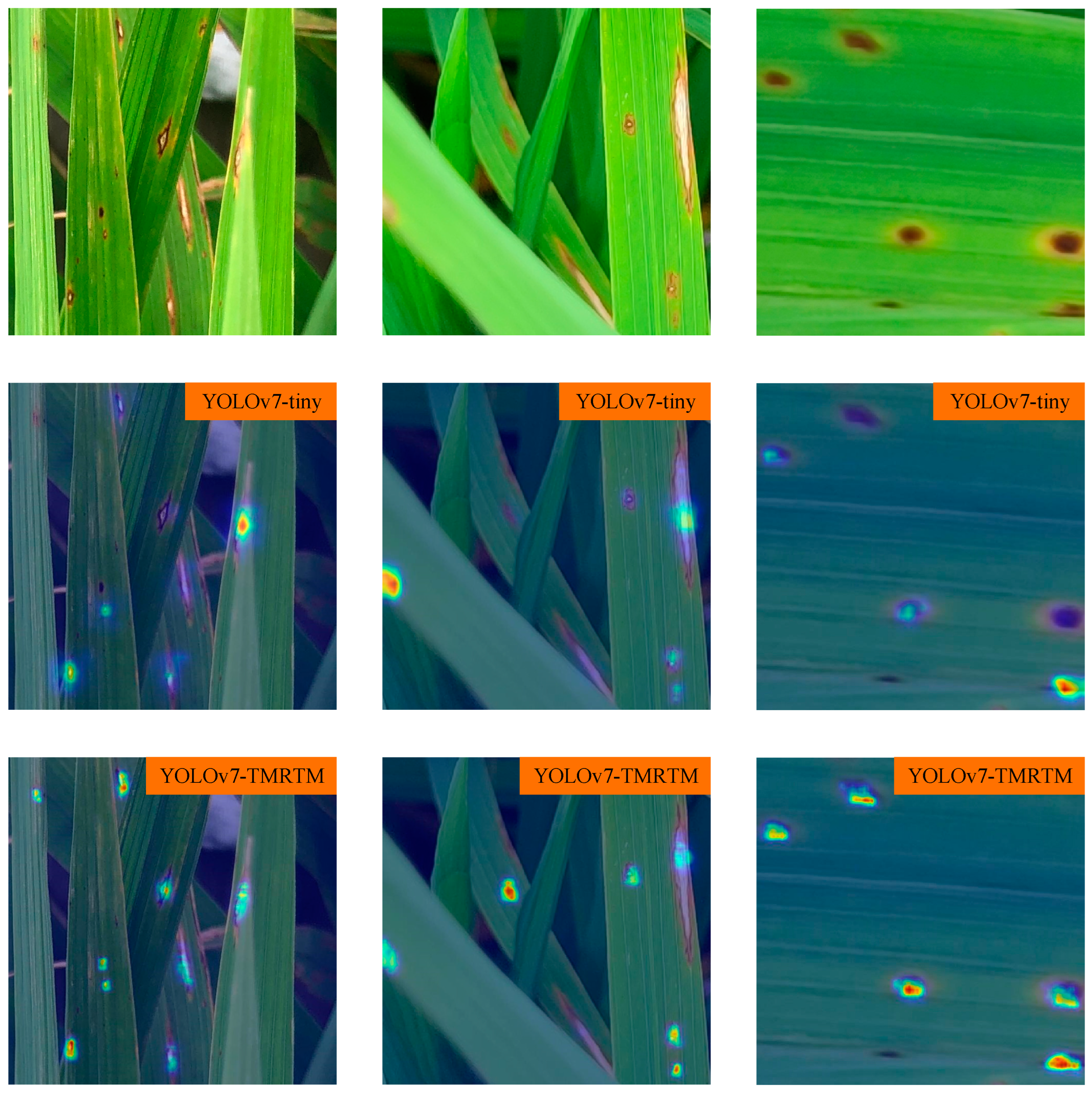 Agronomy 14 02796 g017