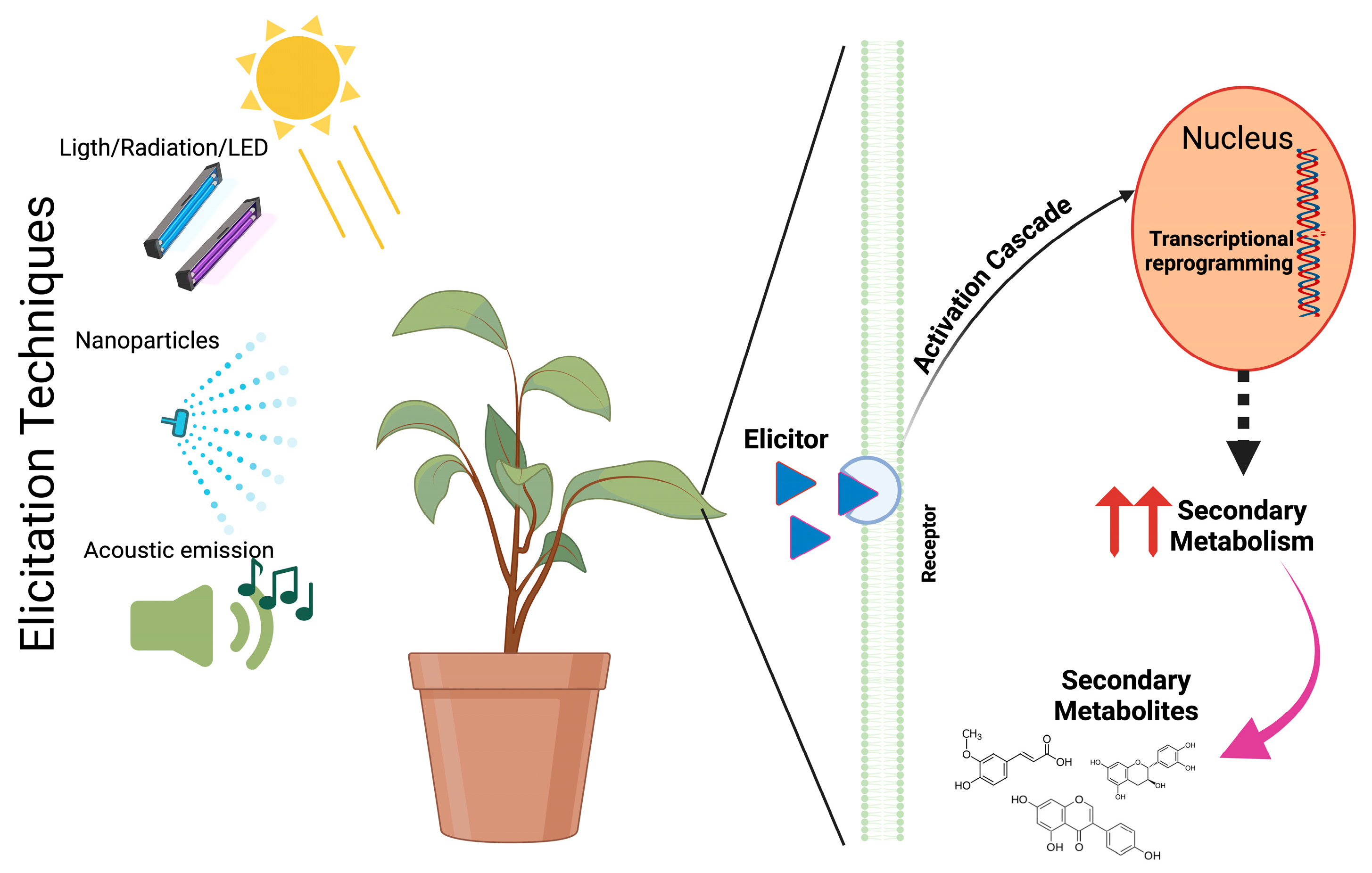 Agronomy 14 02822 g001