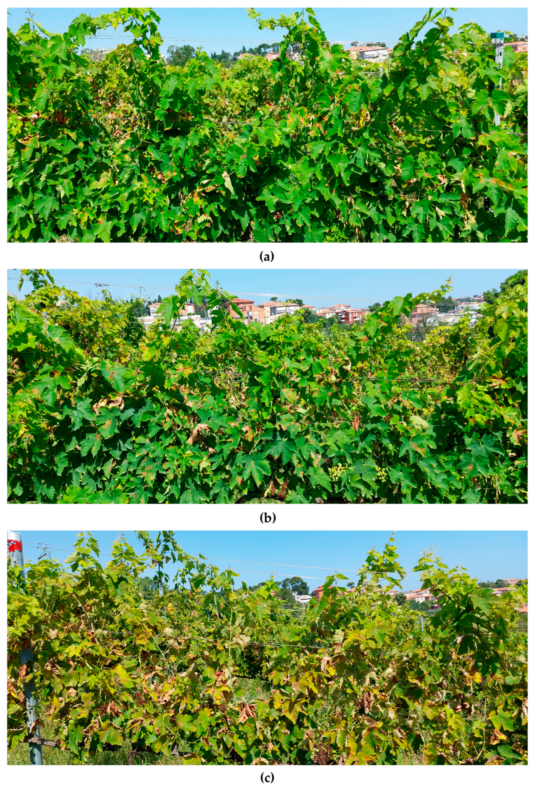 Agronomy 14 02840 g006