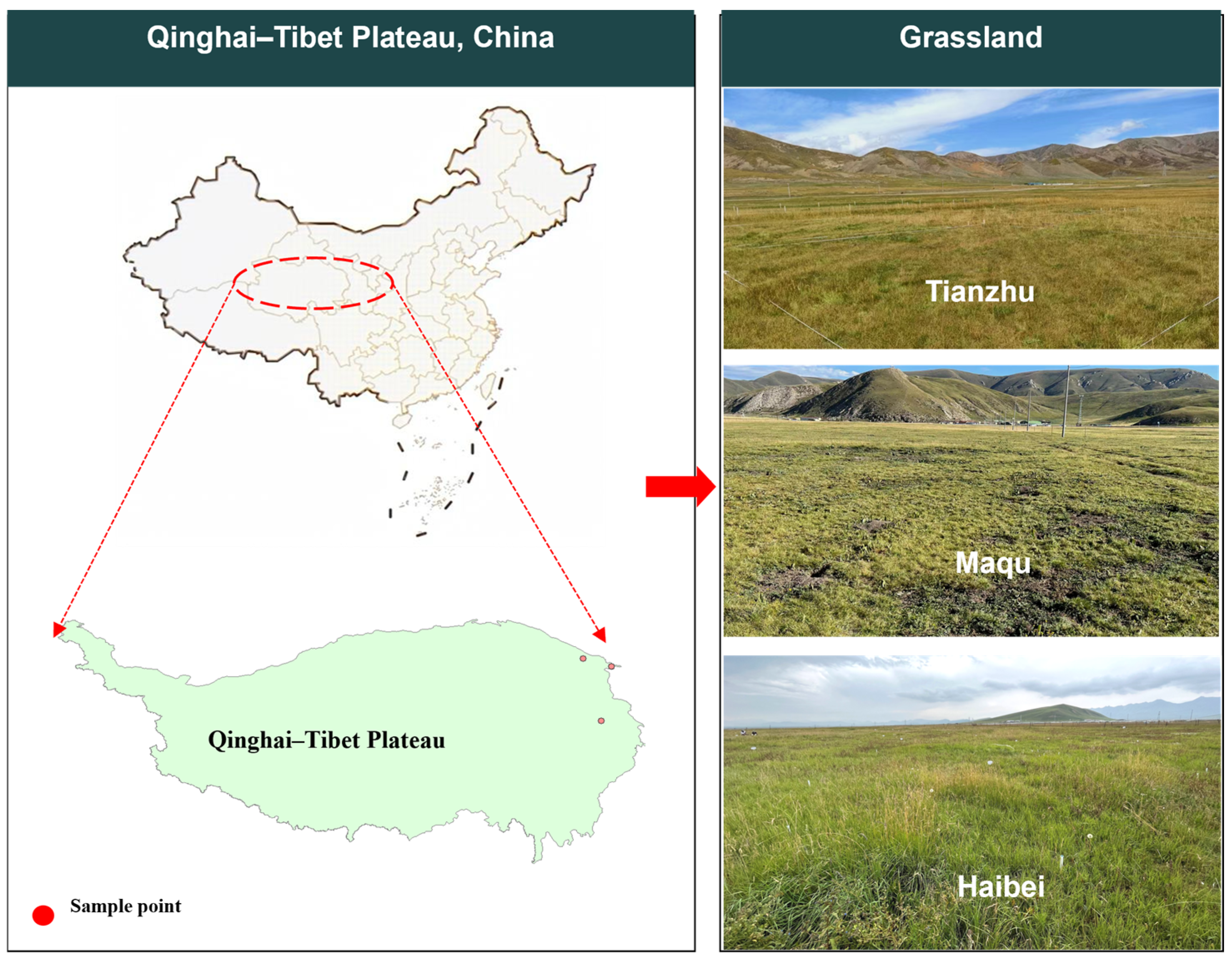 Agronomy 14 02856 g001