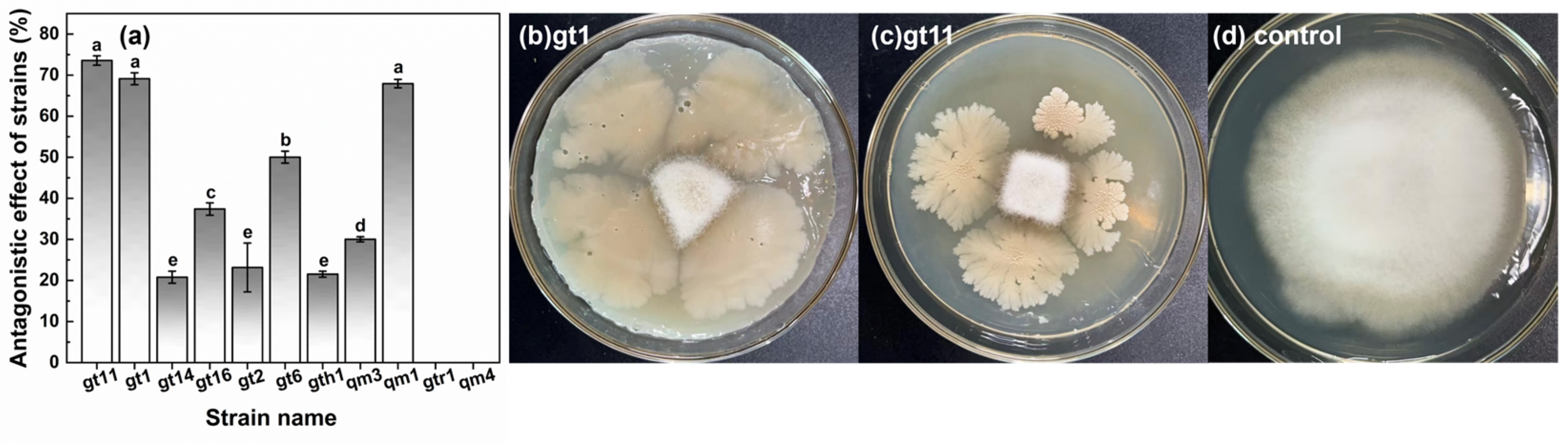 Agronomy 14 02856 g002