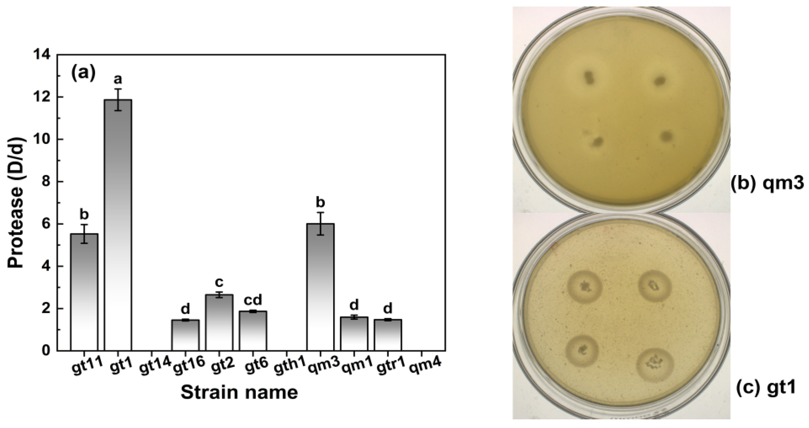 Agronomy 14 02856 g004
