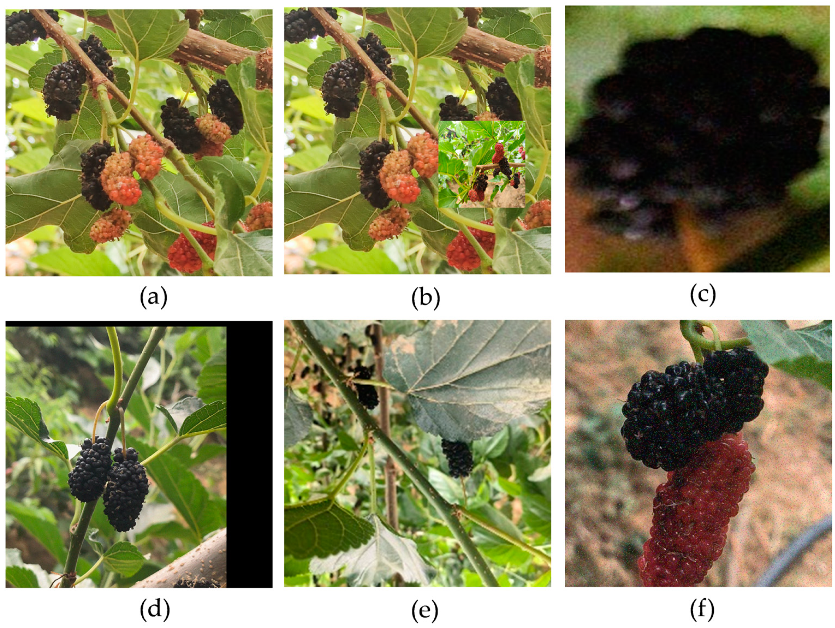 Agronomy 14 02861 g002