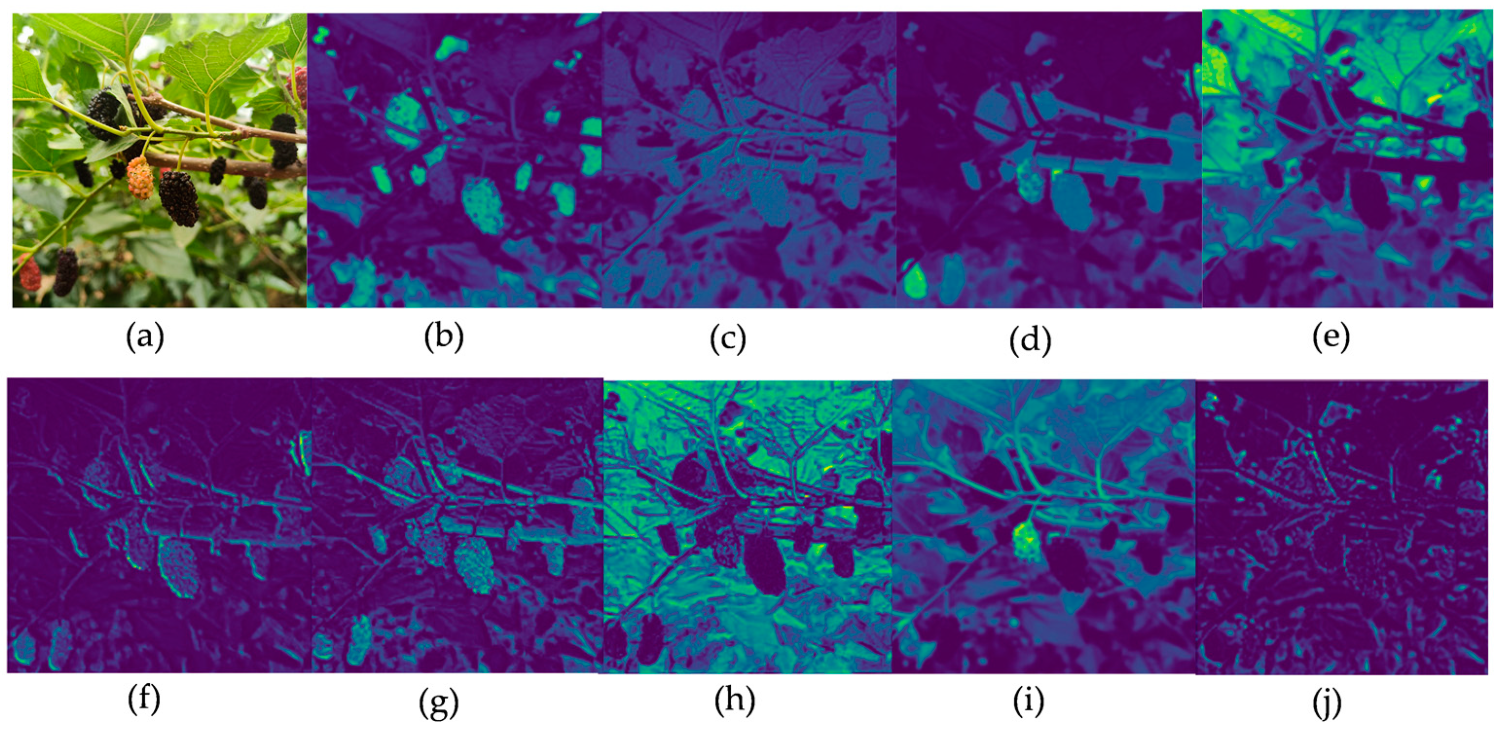 Agronomy 14 02861 g004