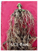 Agronomy 14 02878 i007