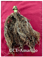 Agronomy 14 02878 i008