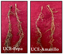 Agronomy 14 02878 i012