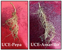 Agronomy 14 02878 i014