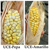 Agronomy 14 02878 i018