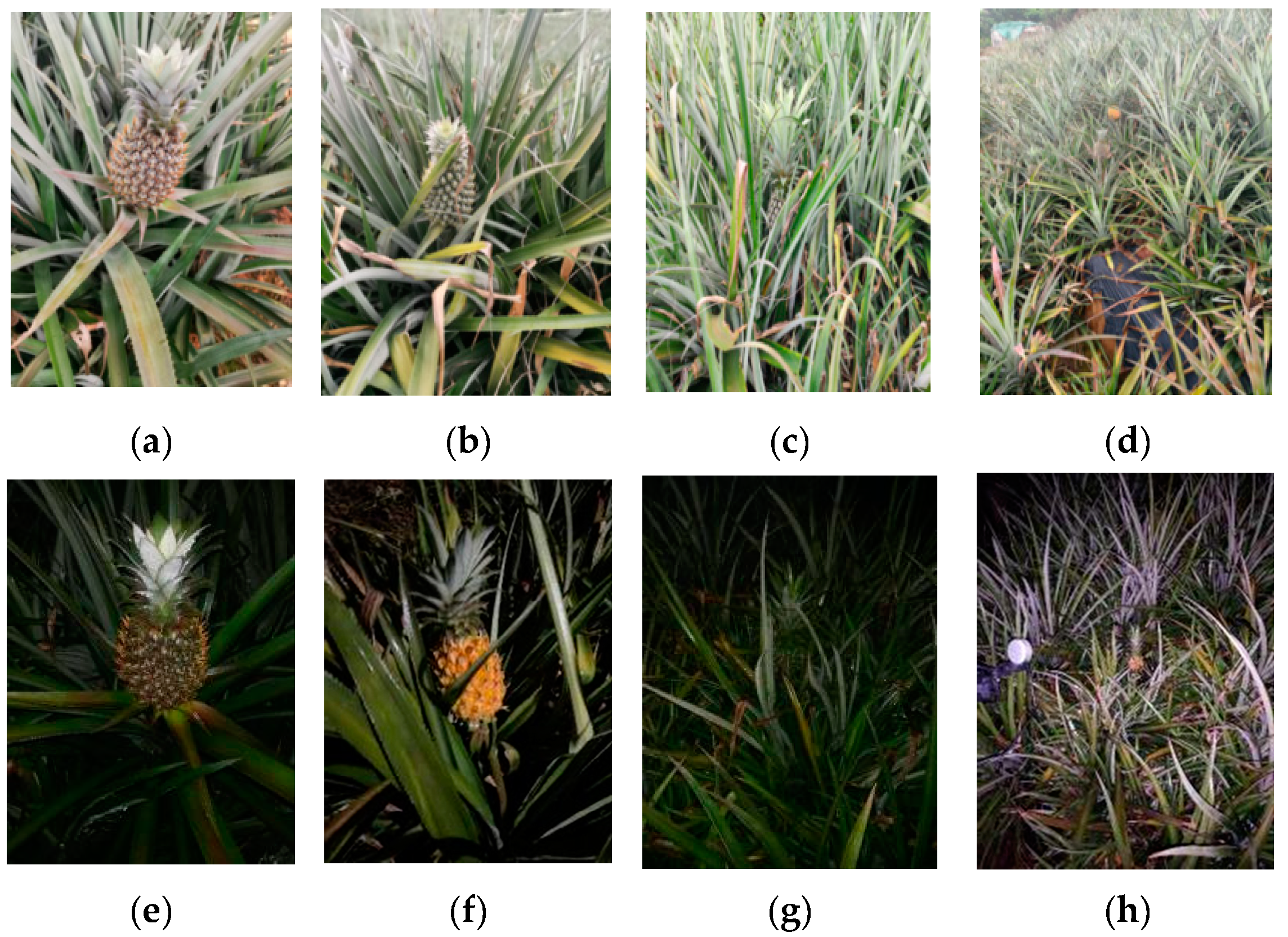 Agronomy 14 03002 g001 Agronomy 14 03002 g001